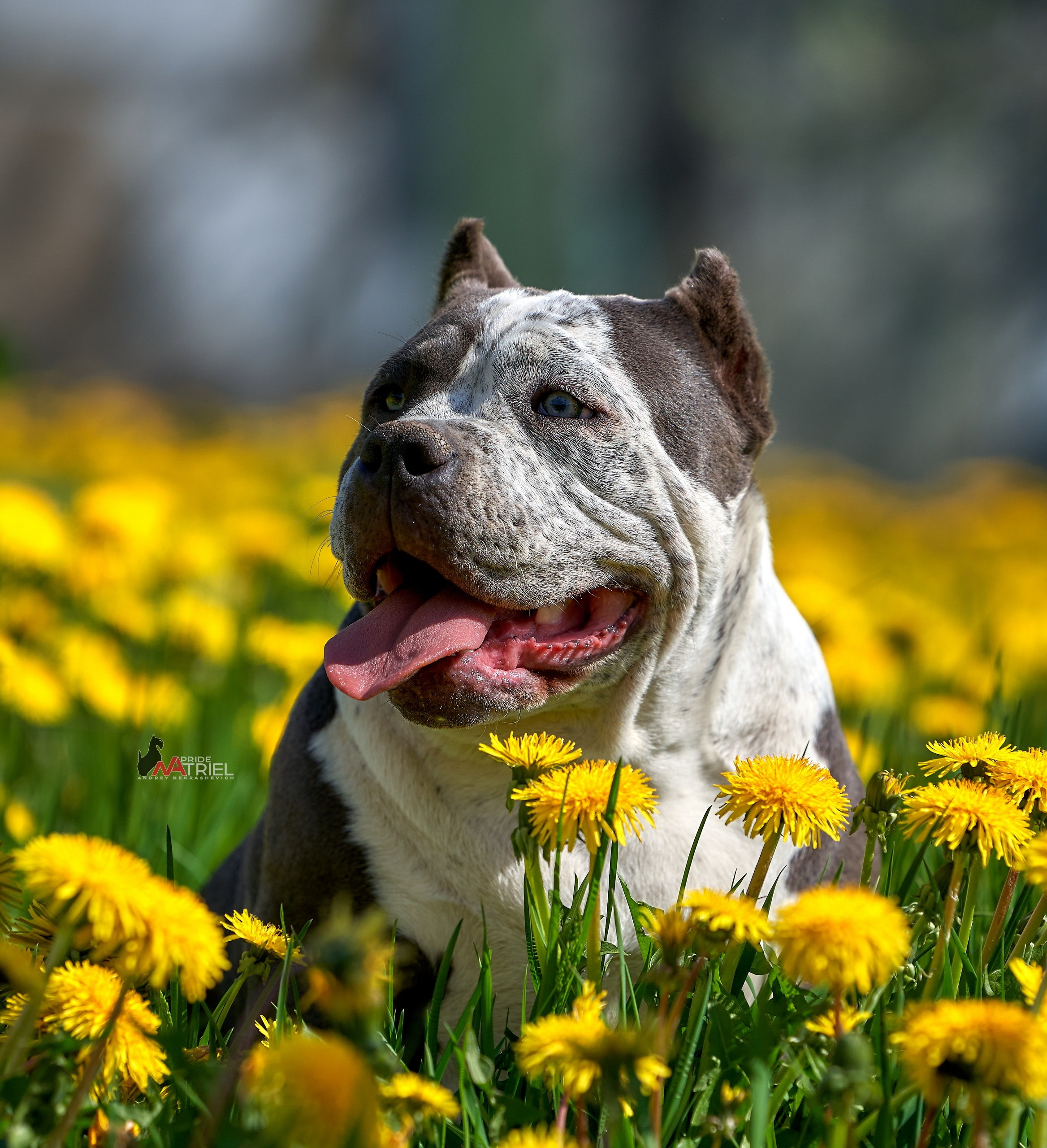 Портреты собак — галерея NATRIEL