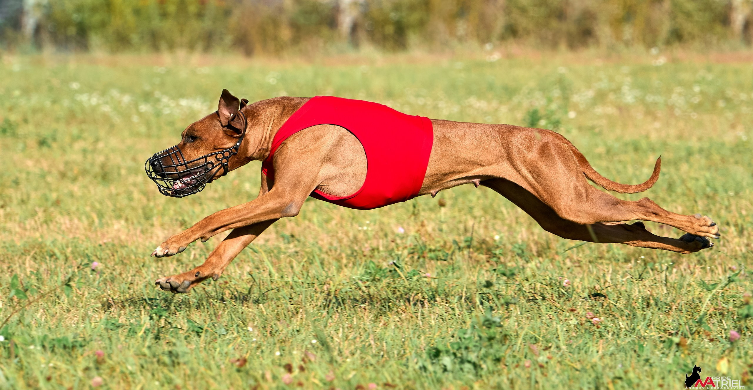 Съемка курсинг — галерея NATRIEL