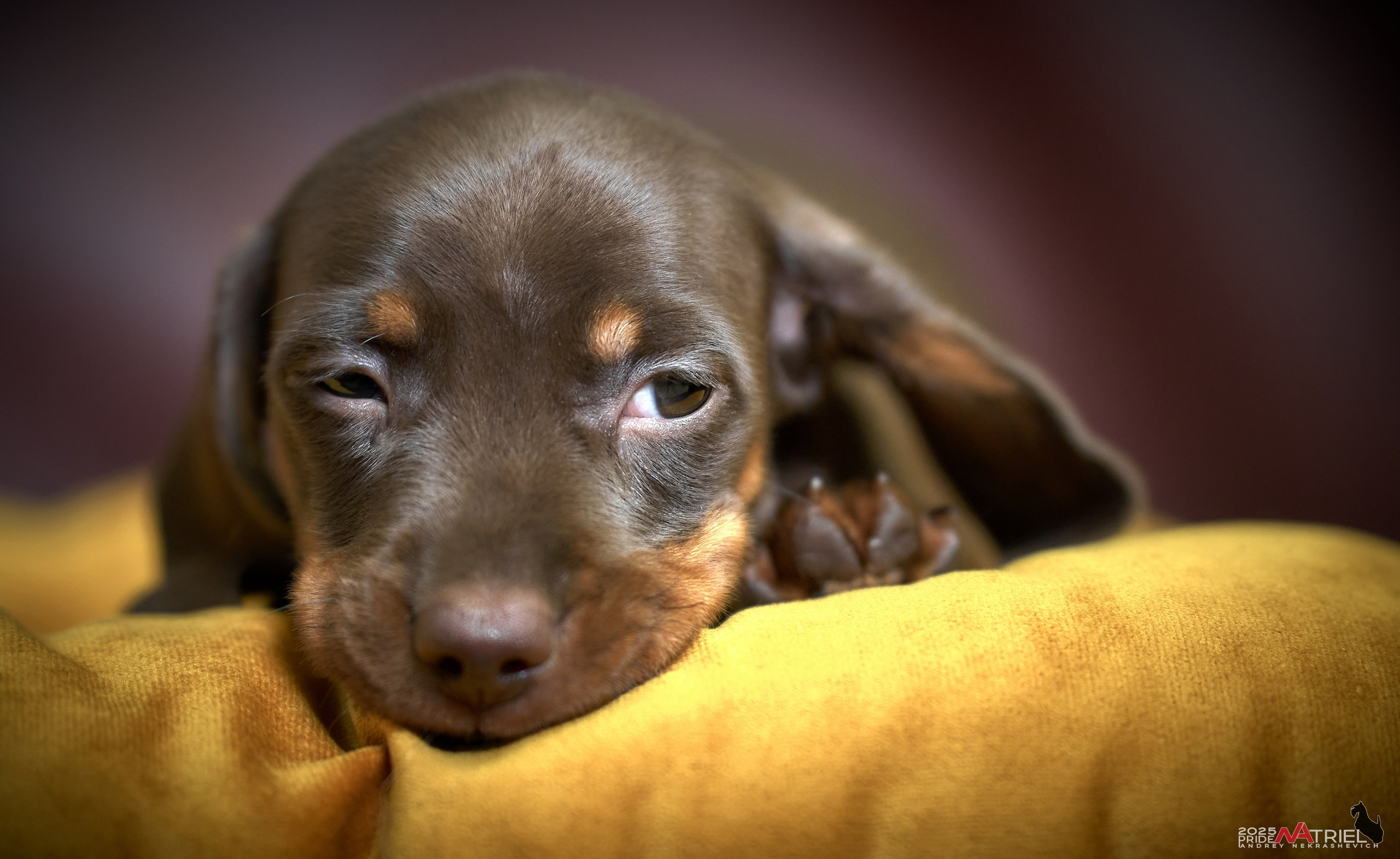 Съемка щенков таксы с мобильным светом