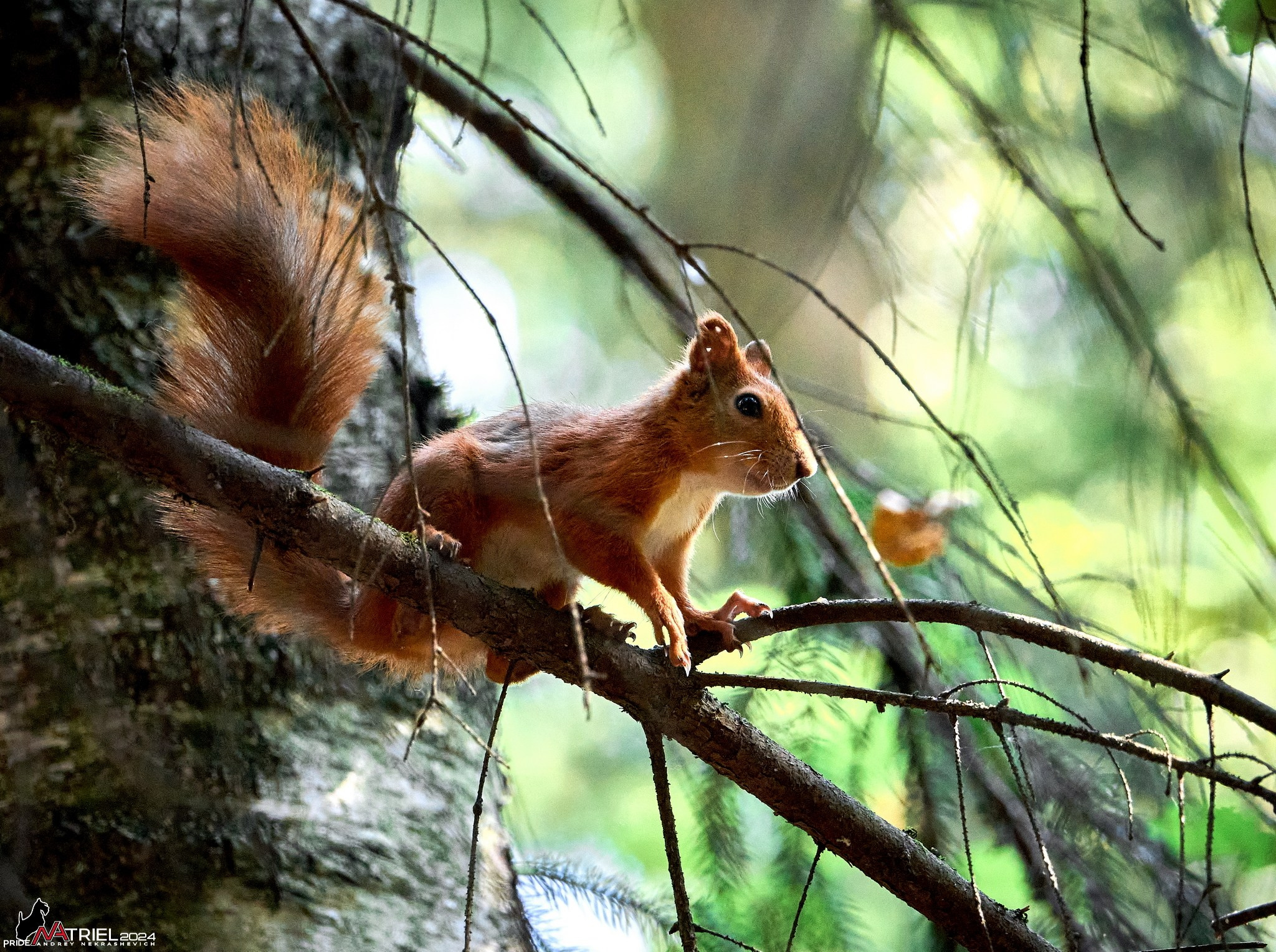 Фотопрогулка на природе
