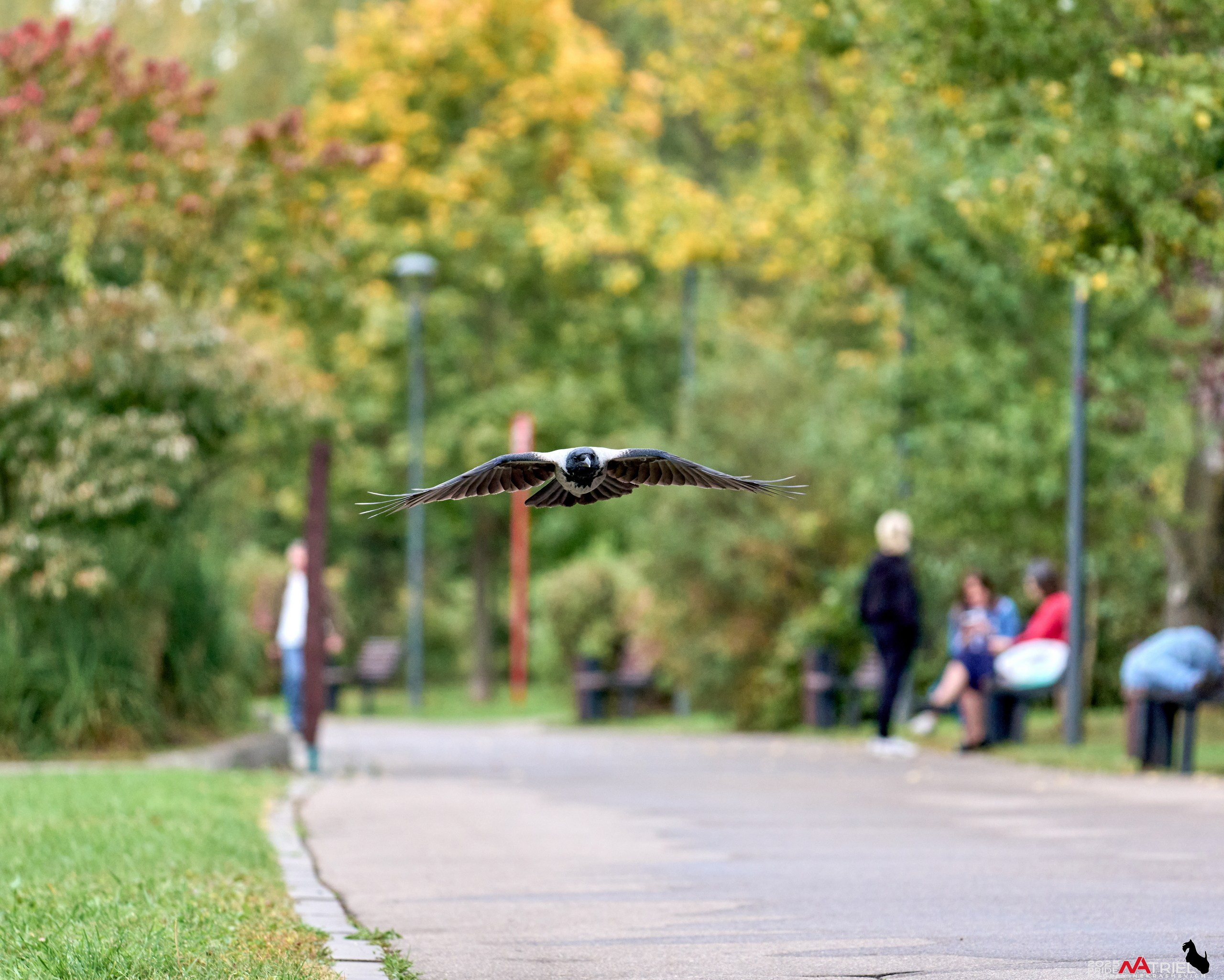 Съемка с объективом Sony 200-600 на камеру Sony A1m2