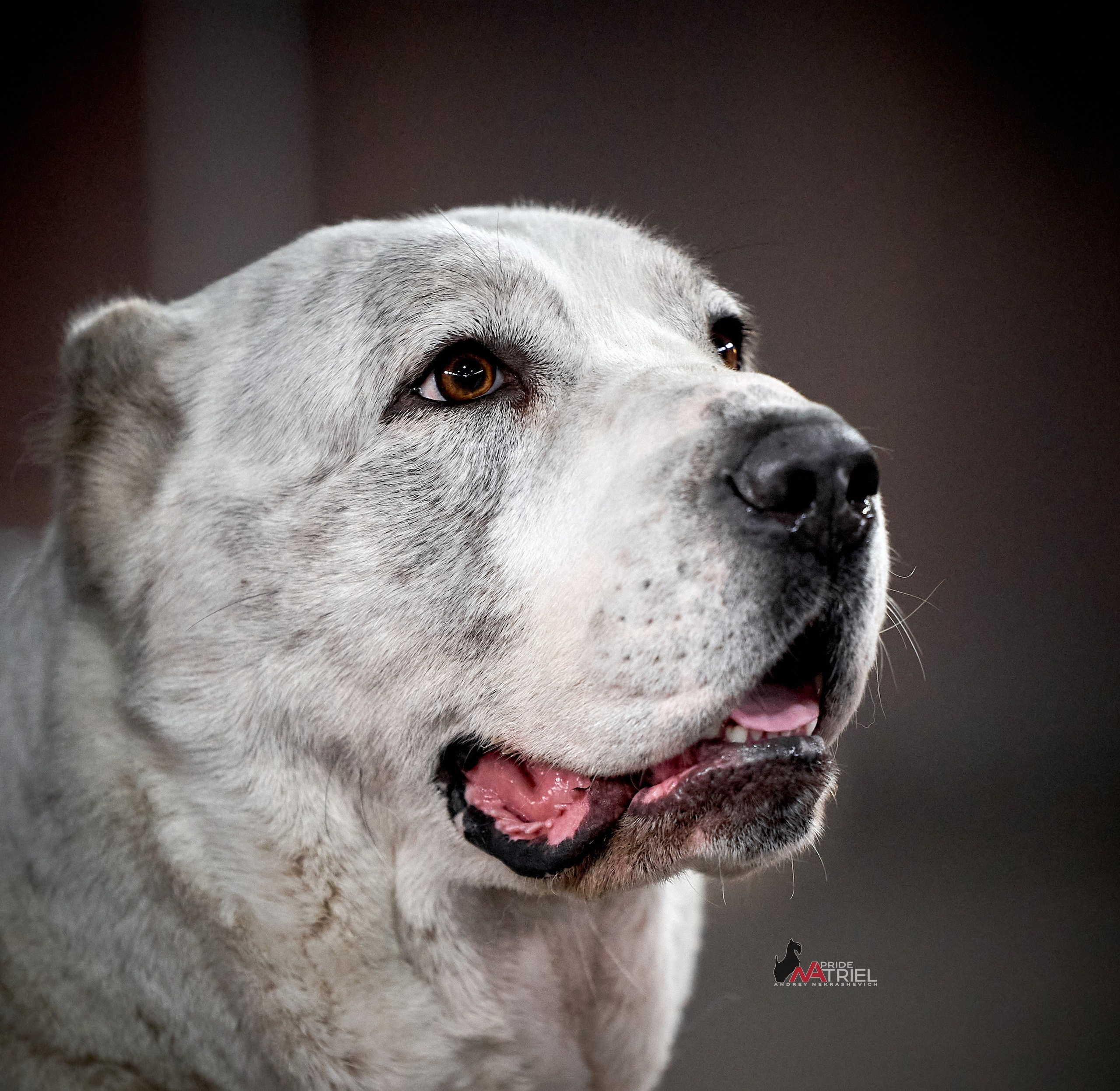 Портреты собак — галерея NATRIEL