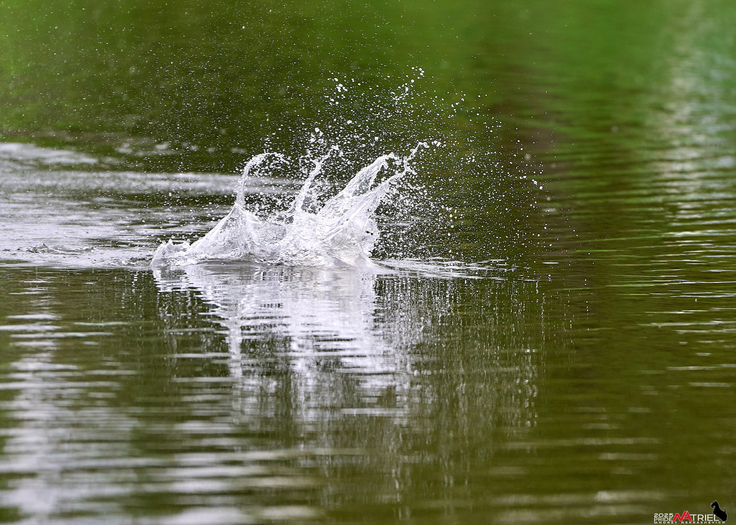 Утки на пруду