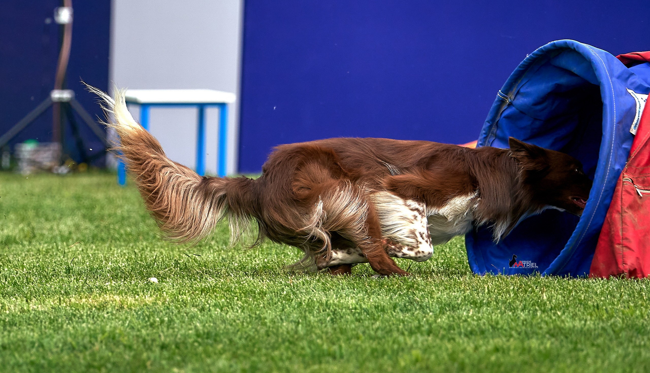 Аджилити — галерея NATRIEL