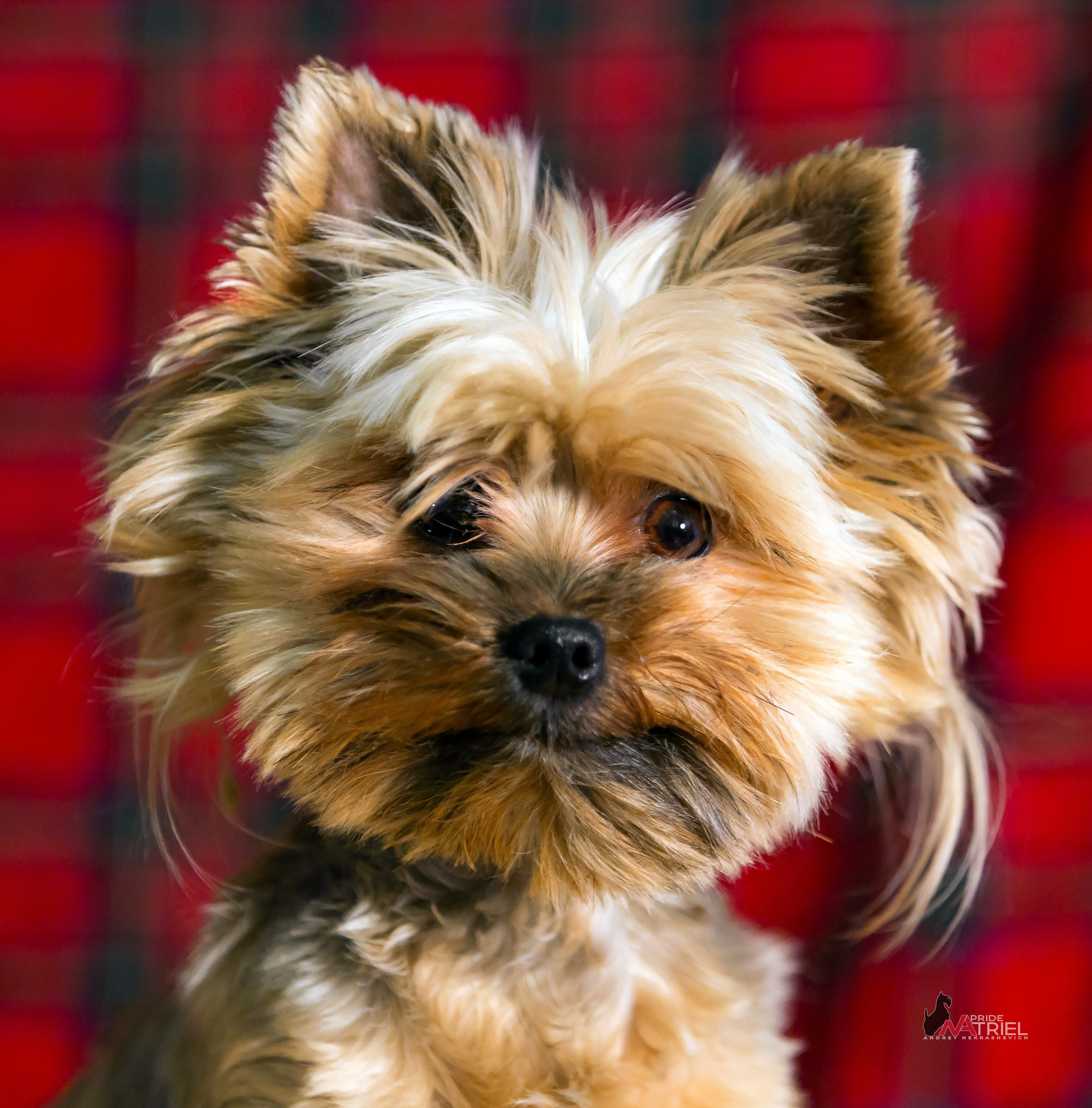 Йоркширский терьер Циля