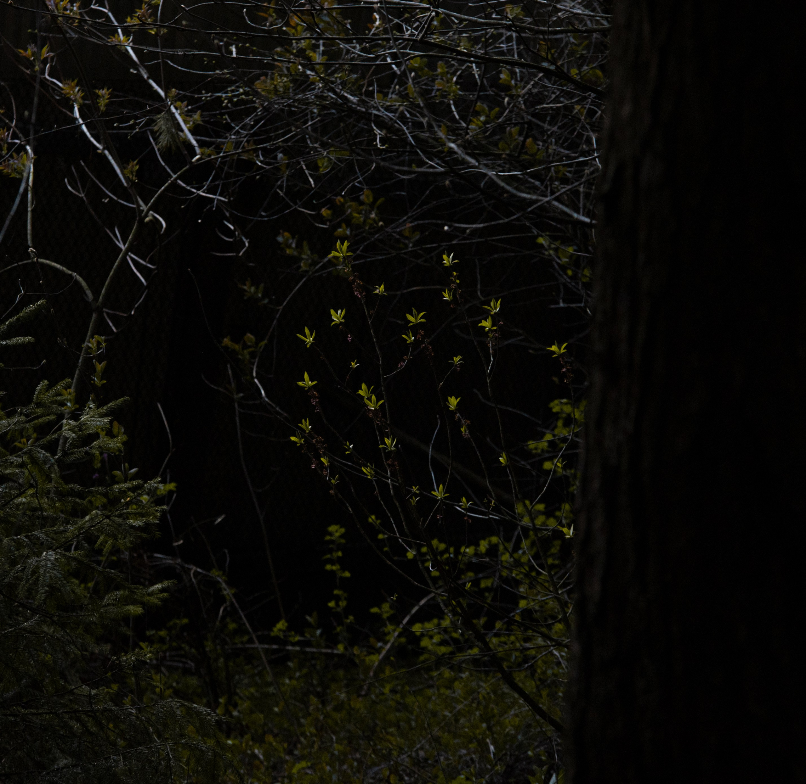 Goblincore, природа, фэнтези, нечисть, лес, гоблинкор, эльфы, фотосессии, костюмированные