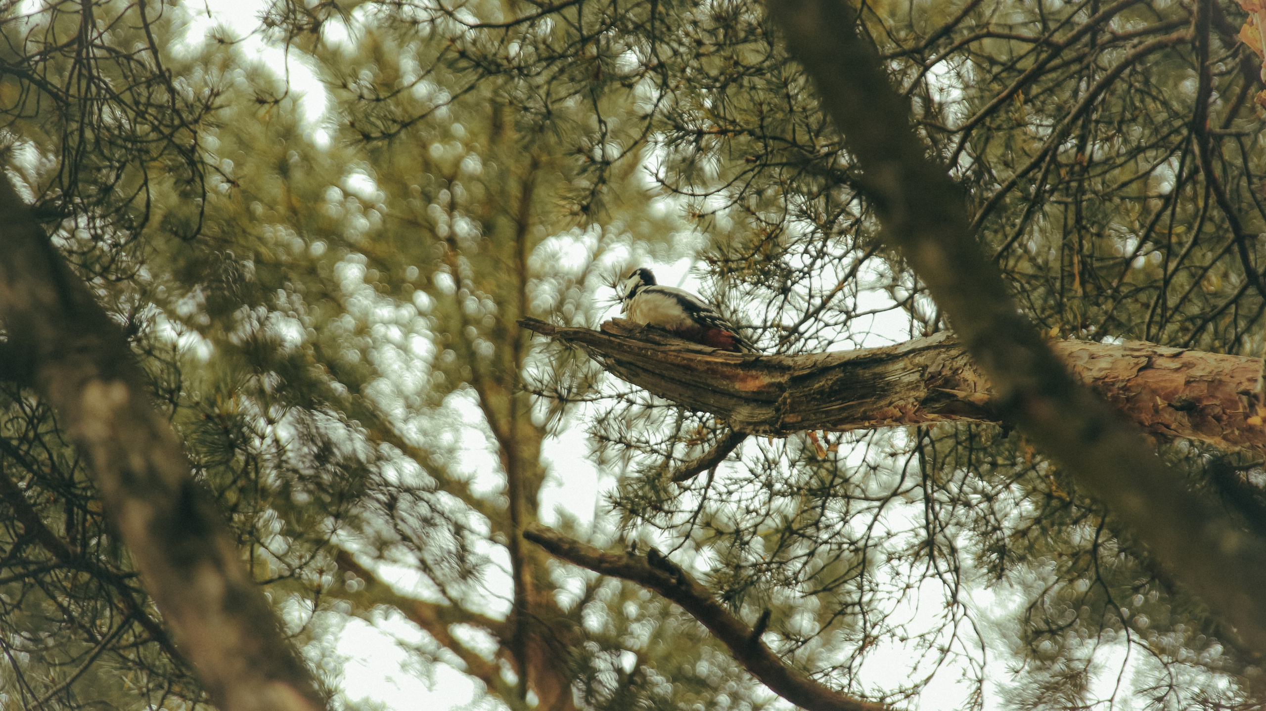 Андерсонград. Портретный фотограф DanilNabody