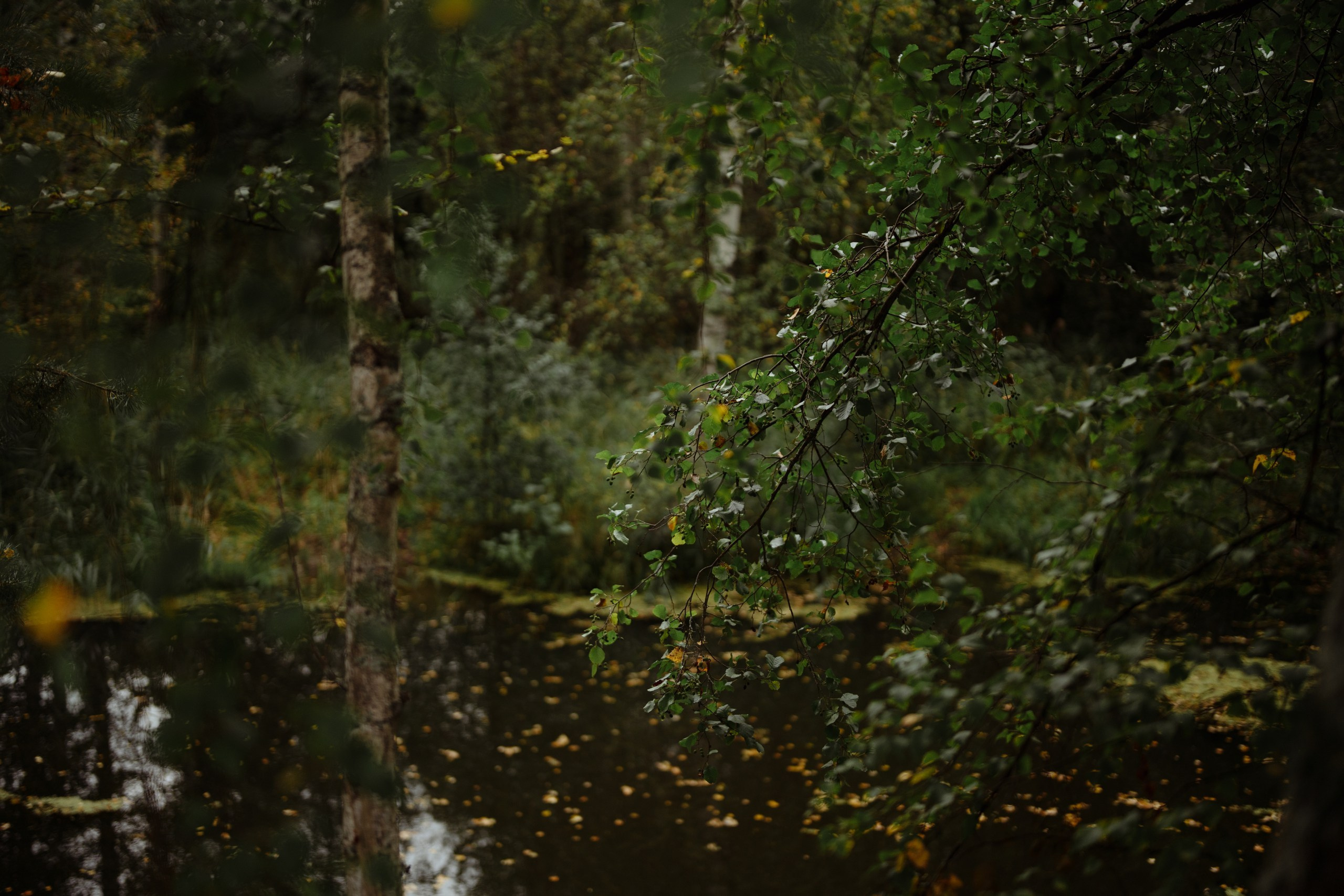 Сюжет № 11|Виктория Алексеенко