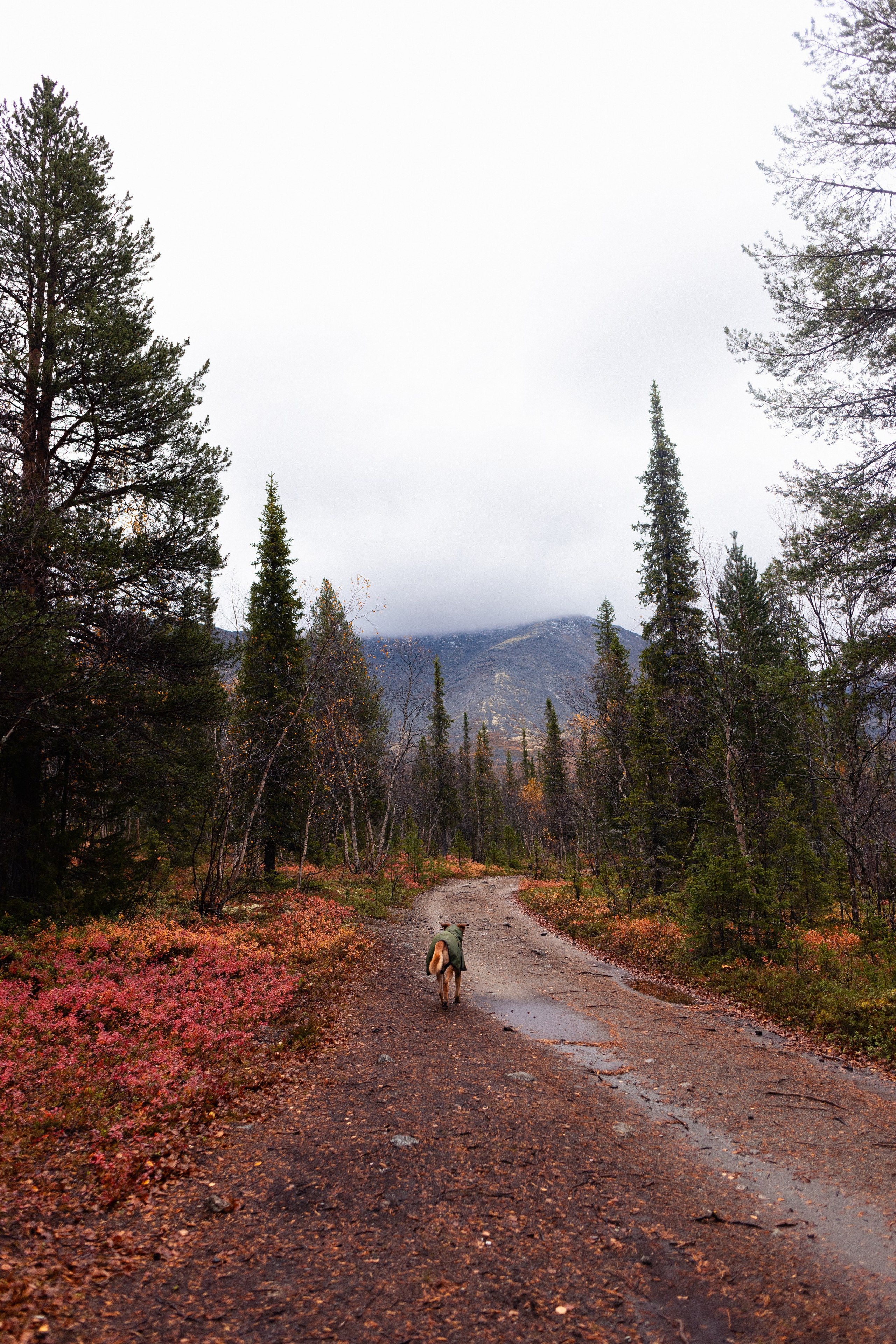 Кольский. Фотограф и видеограф анималист Аганина Дарья