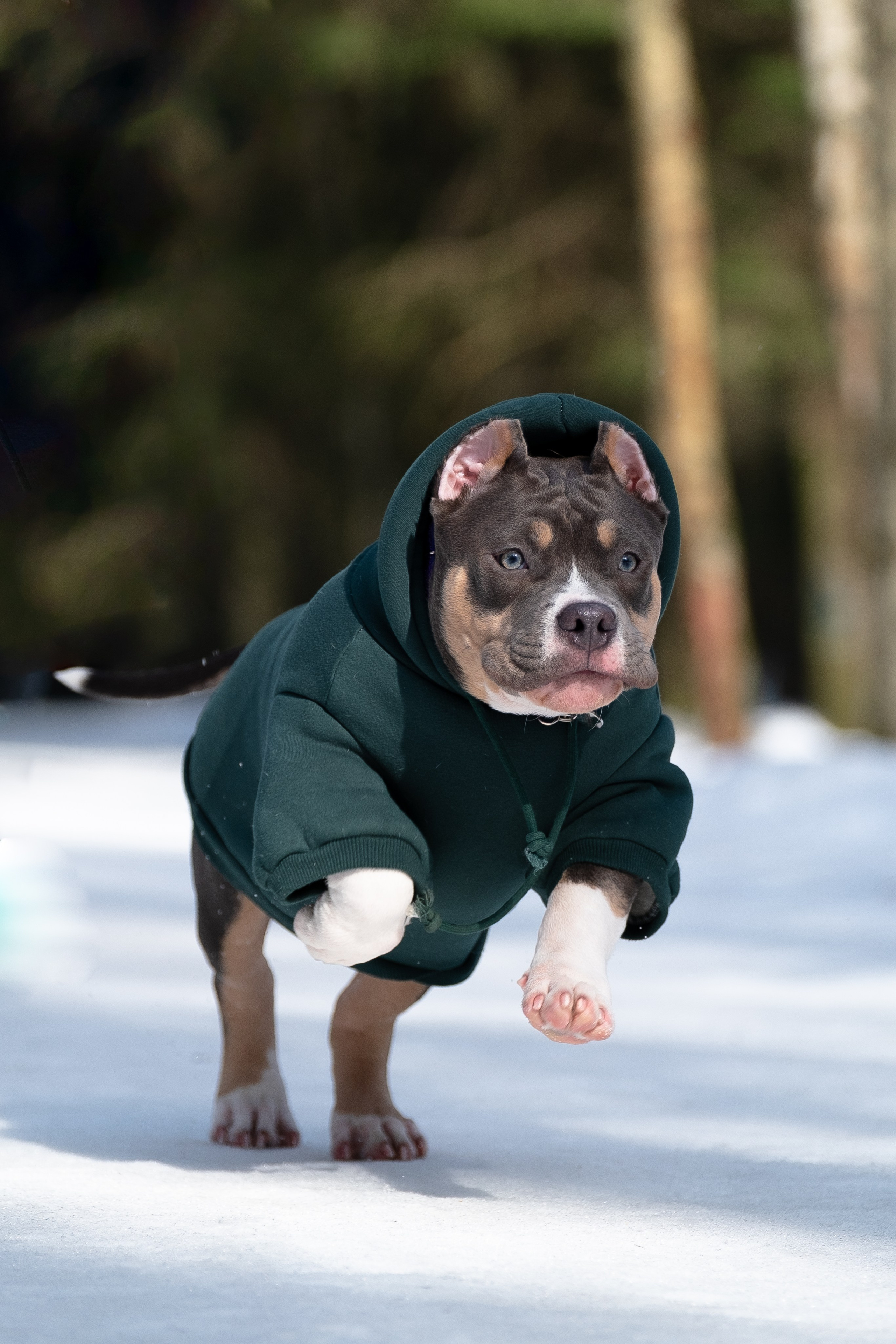 Валерия и Наган. Фотограф и видеограф анималист Аганина Дарья
