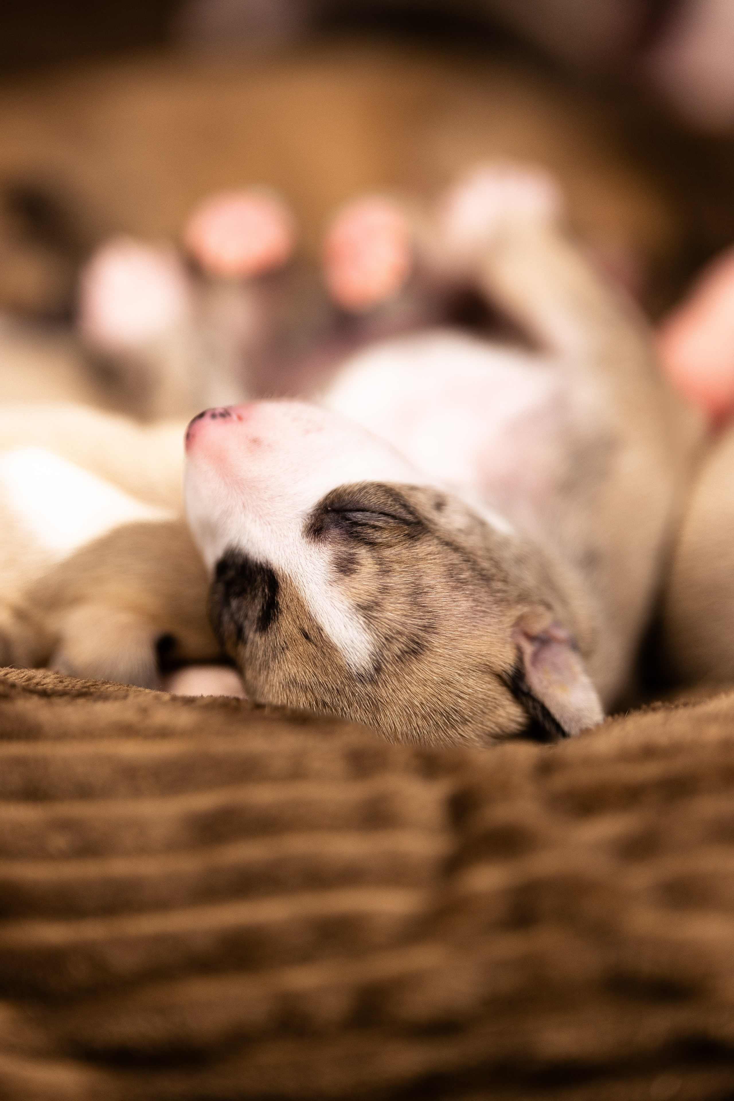 Уиппет. Фотограф и видеограф анималист Аганина Дарья