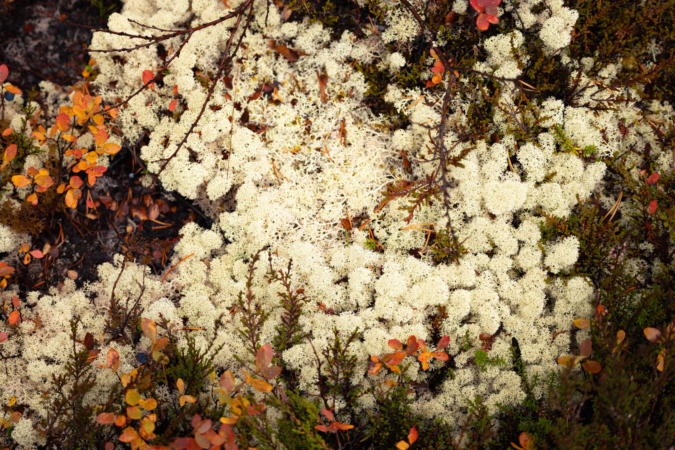 Кольский. Фотограф и видеограф анималист Аганина Дарья