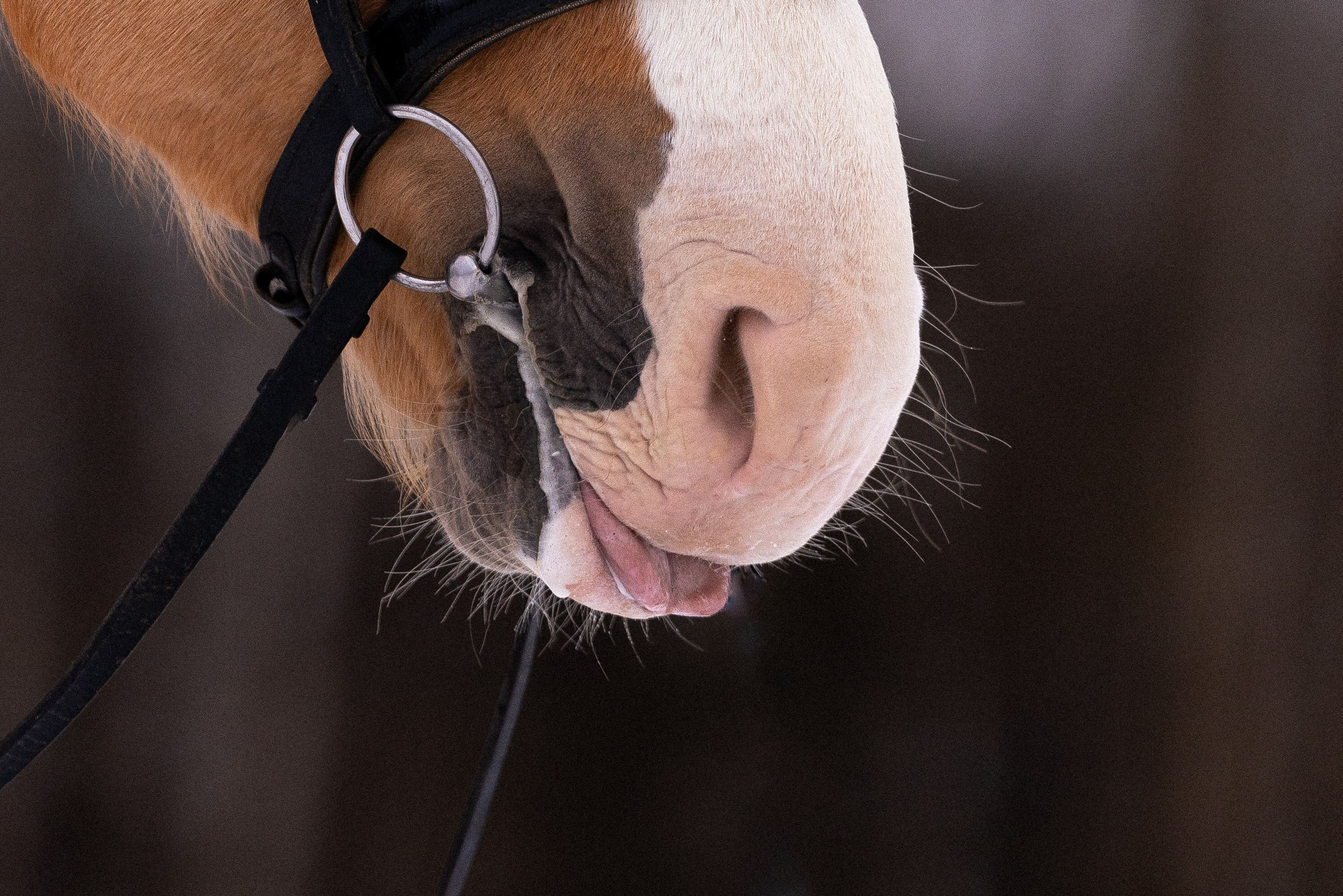 Бейкер. Фотограф и видеограф анималист Аганина Дарья