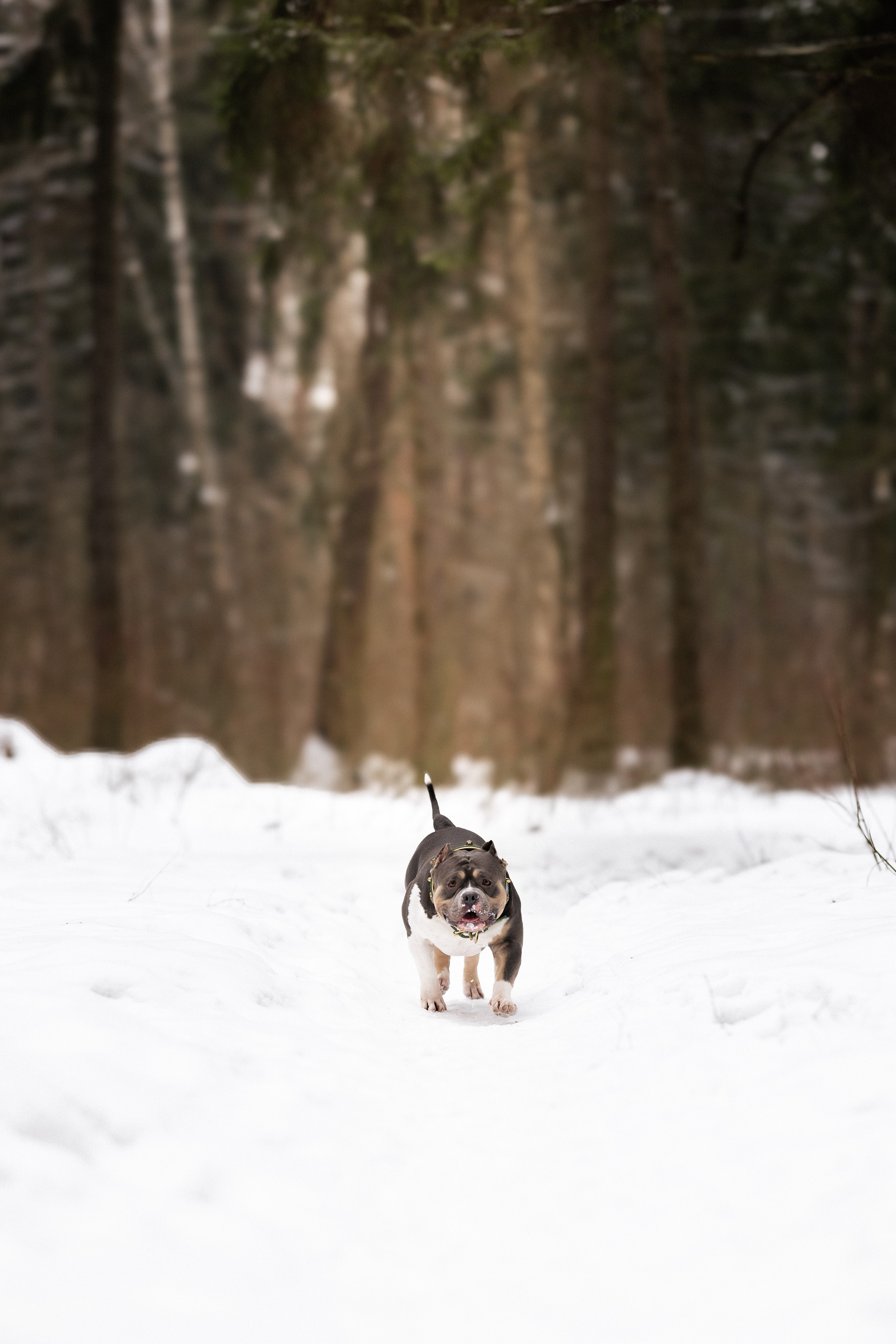 Лера и Наган. Фотограф и видеограф анималист Аганина Дарья