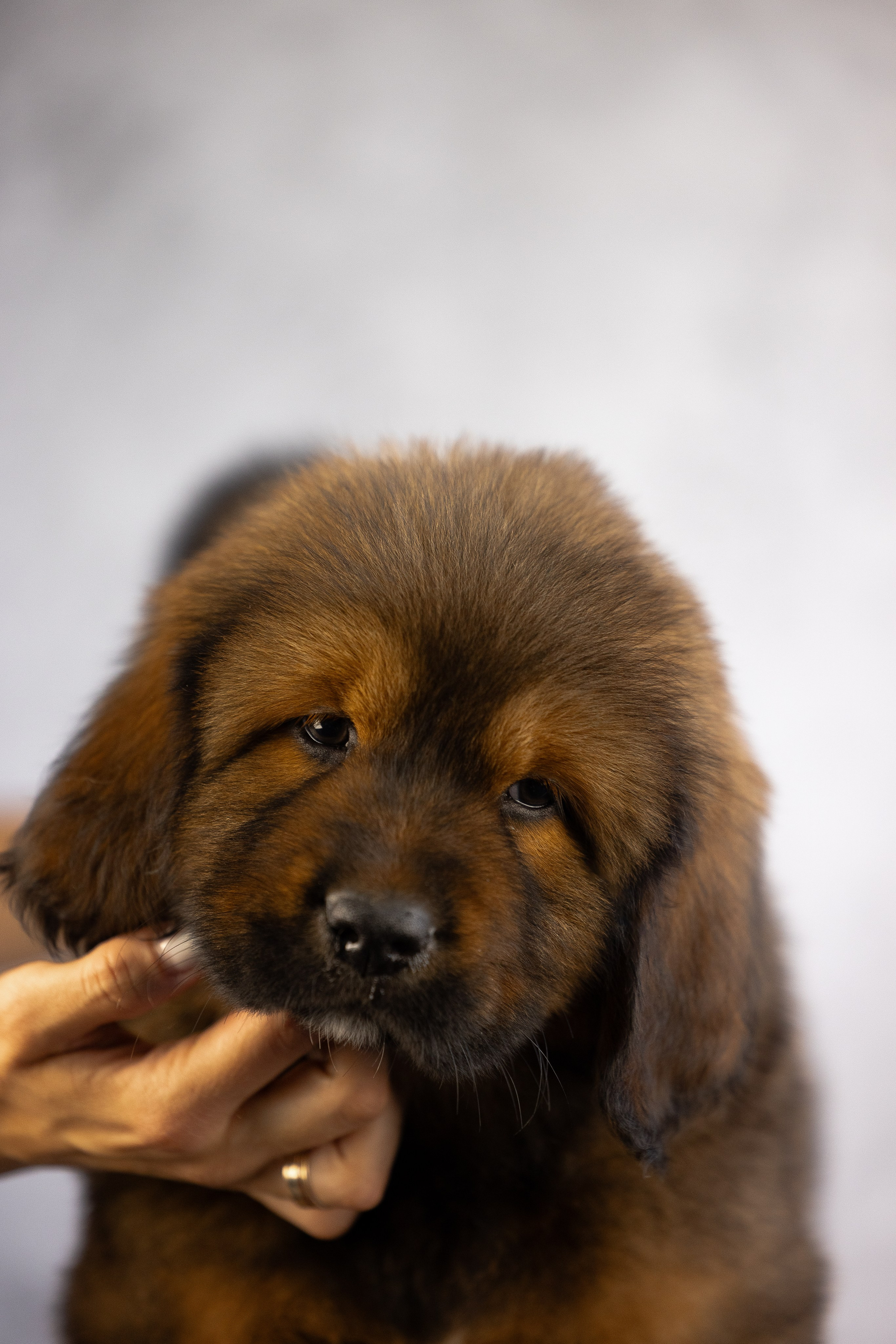 Тибетский мастиф. Фотограф и видеограф анималист Аганина Дарья