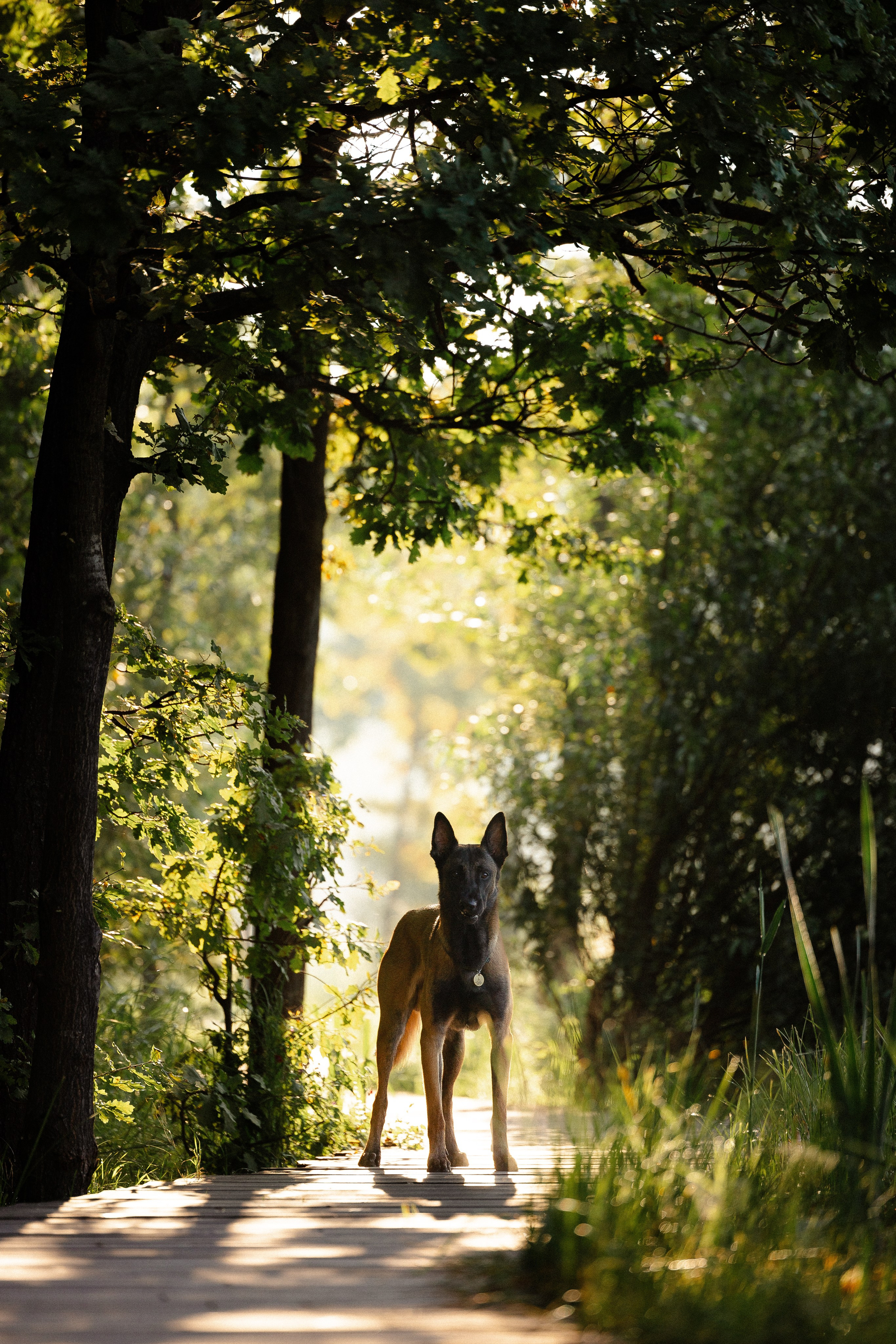 Галина и Кодекс. Фотограф и видеограф анималист Аганина Дарья