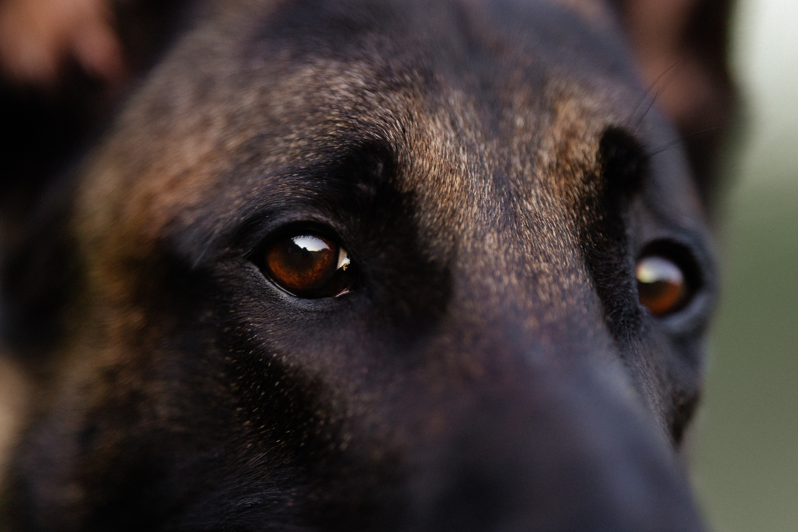 Галина и Кодекс. Фотограф и видеограф анималист Аганина Дарья