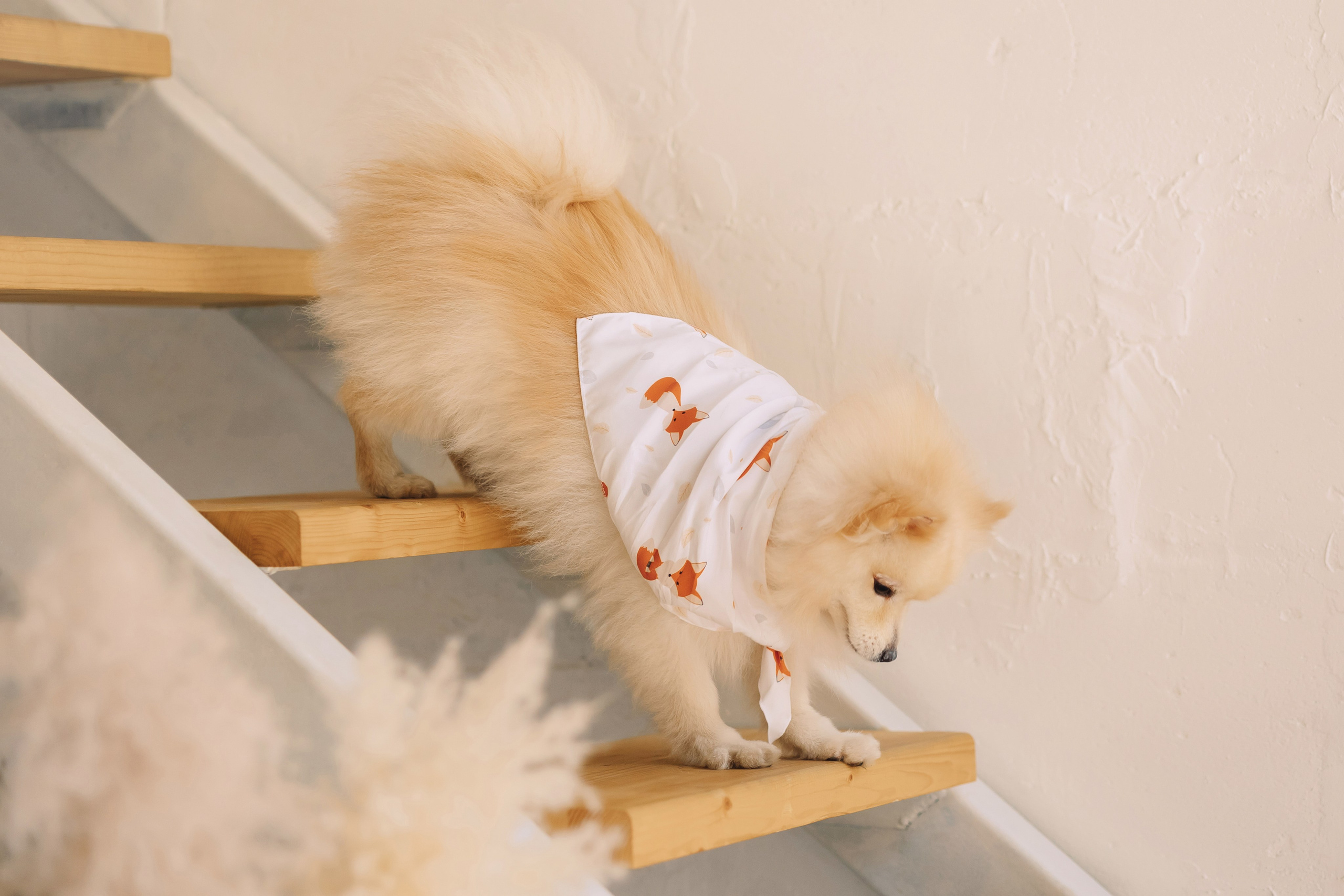 Магазин Friend of mine. Фотограф-анималист Елена Радченко, Москва