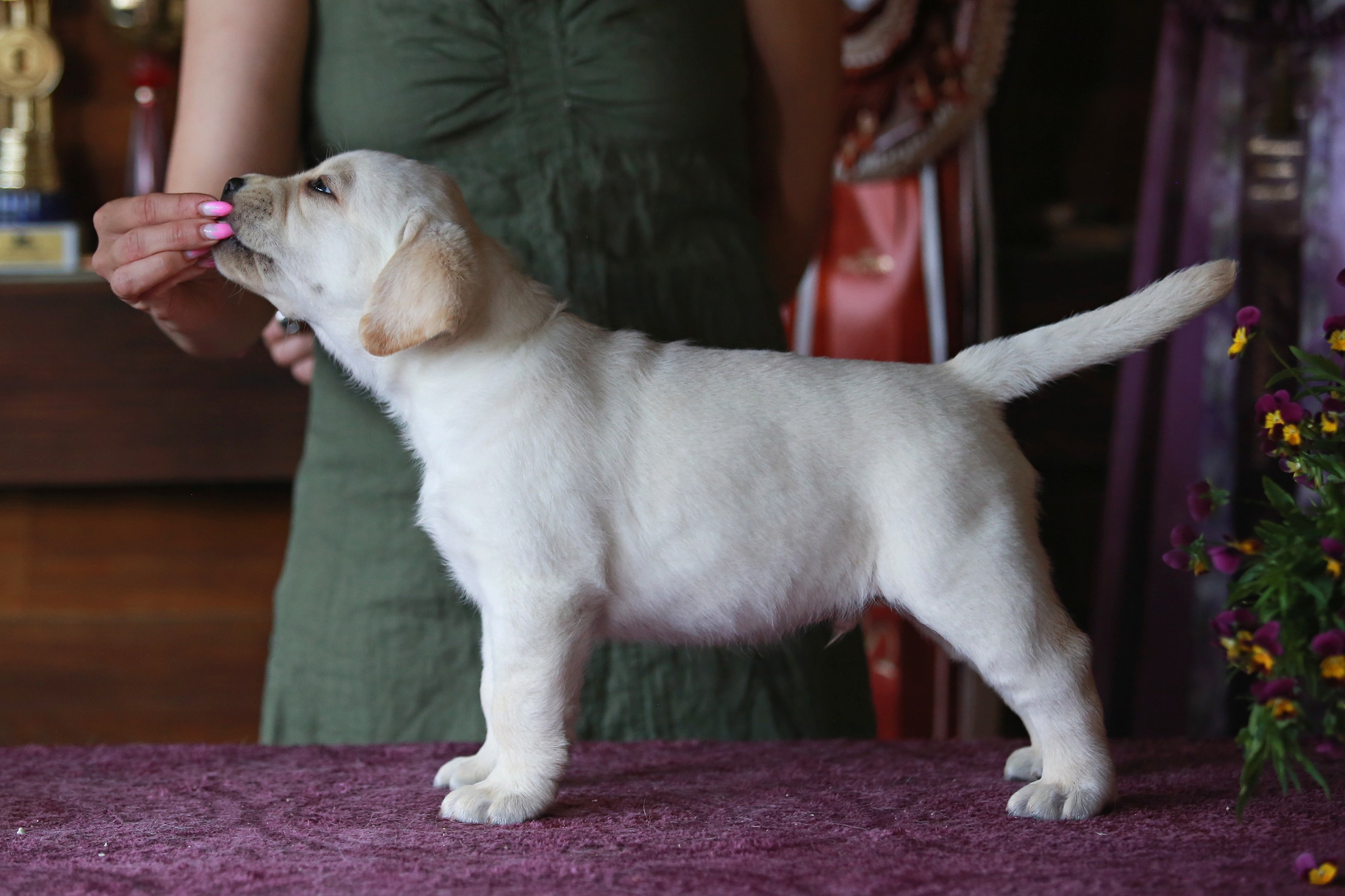 Щенки. Семейный и детский фотограф в Москве Мария Быкова