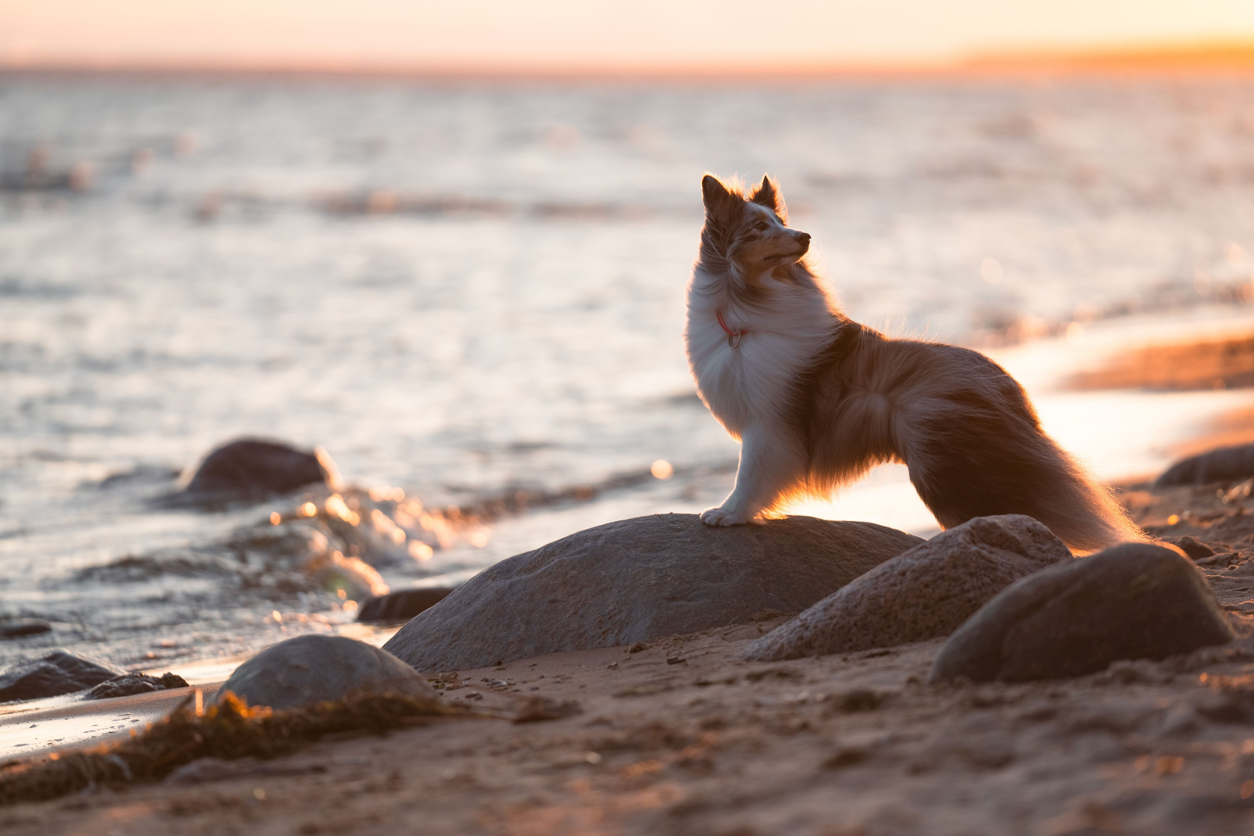 Лесная Элис. Фотограф анималист