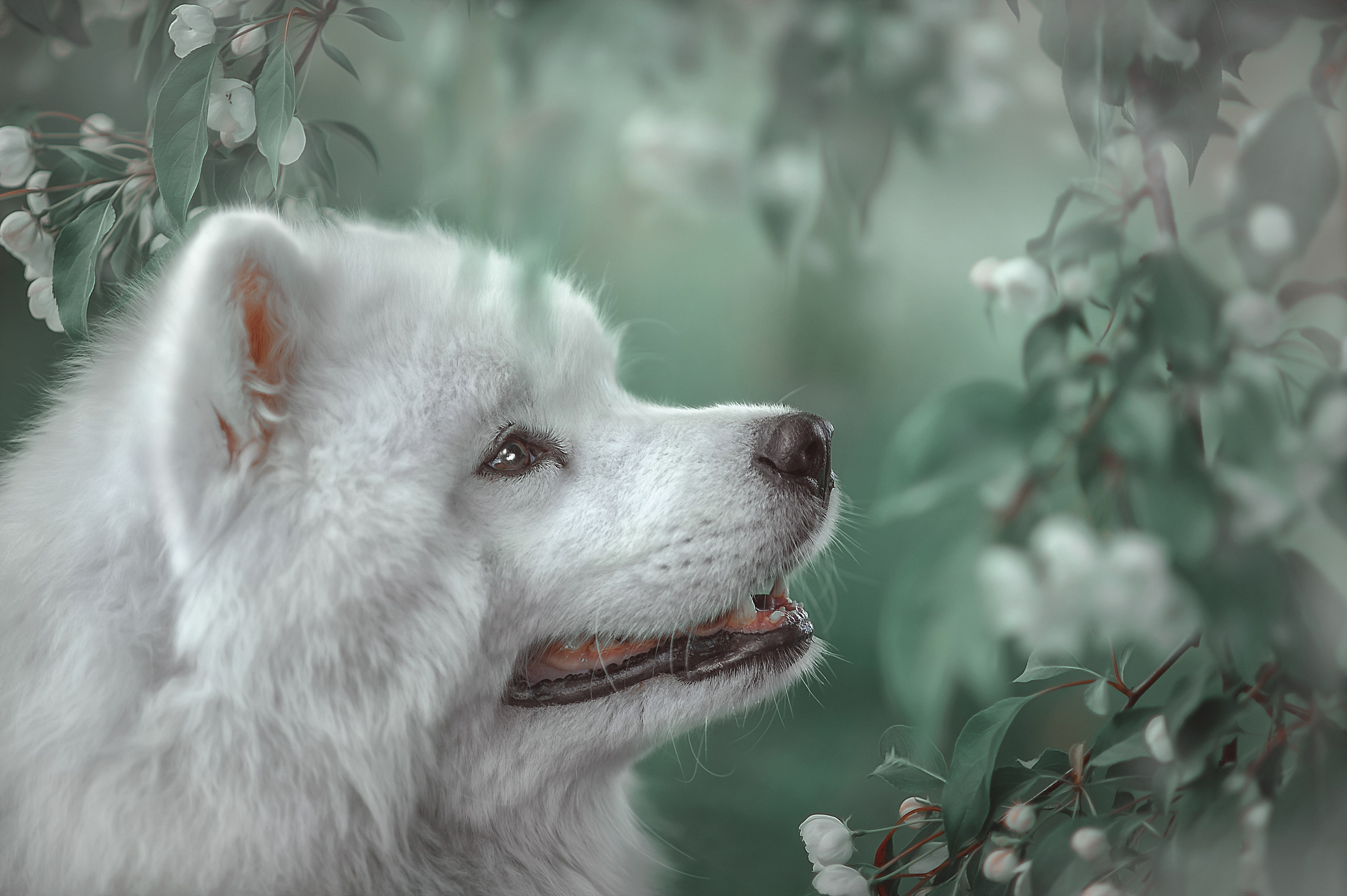 Фотосессия животных в Ижевских, фотограф животных. Детский, семейный фотограф в Ижевске и Москве Аксинья Лысенкова ADEN