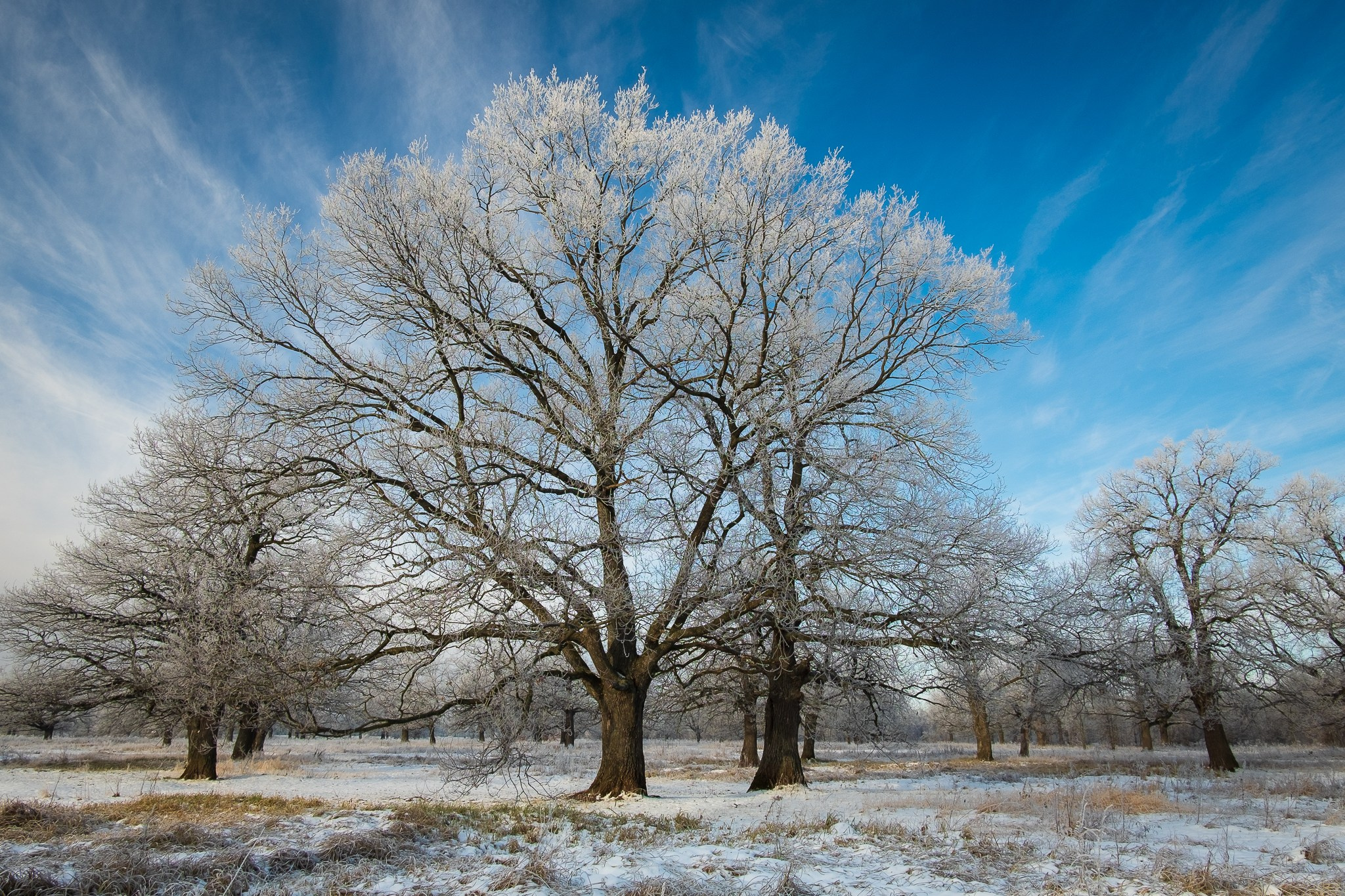 Зимний пейзаж. Добовая роща у села Коростово, рязанская область