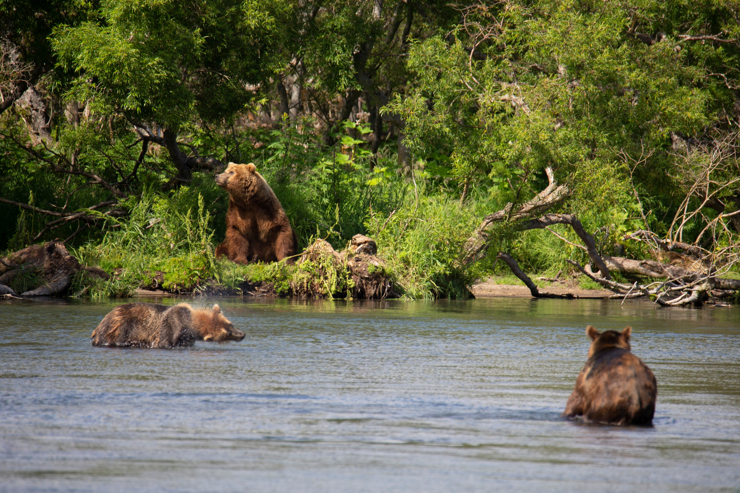 Курильское озеро — тур на 5 дней к медведям и вулканам. Время Камчатки: чтобы найти свой путь, нужно скорость умножить на время