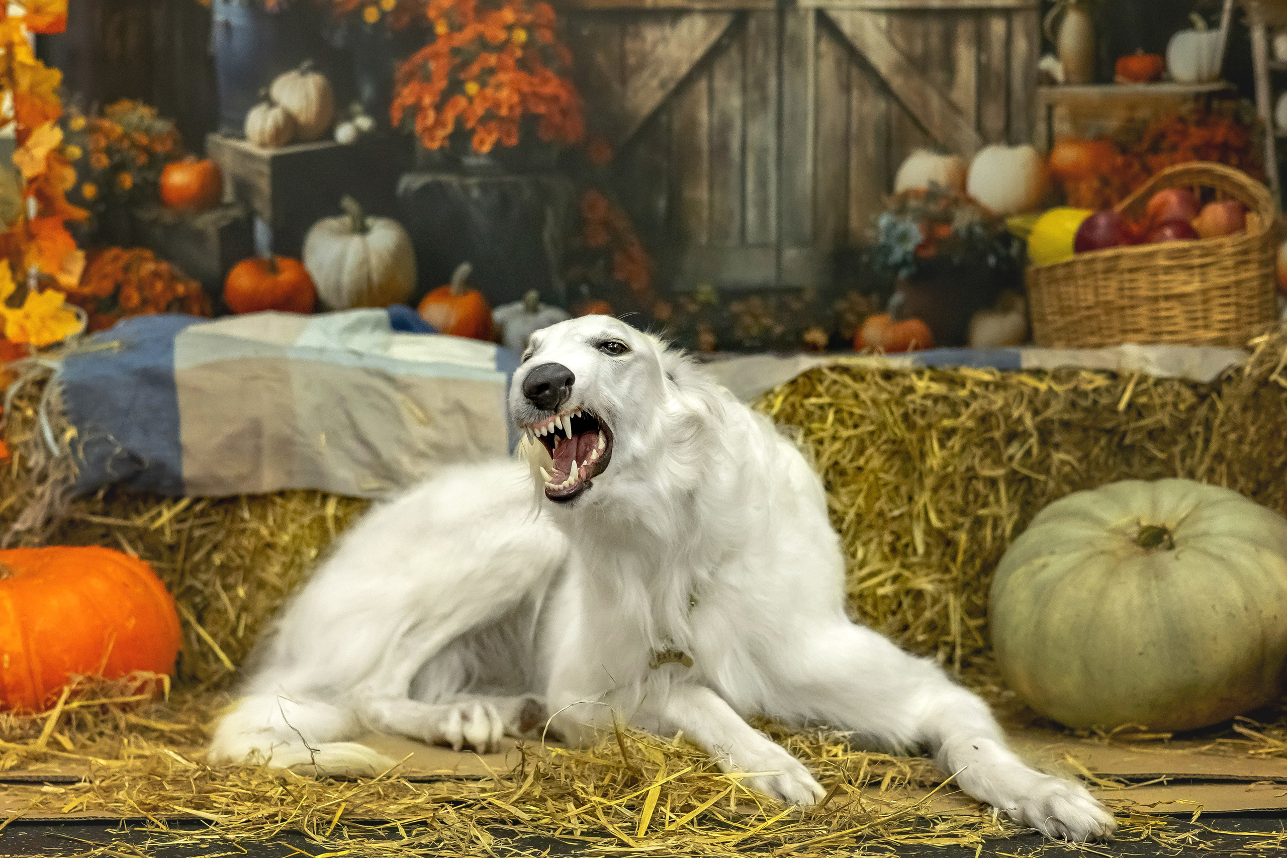 Слава и Ольга. Https://moshkovaphoto.ru/