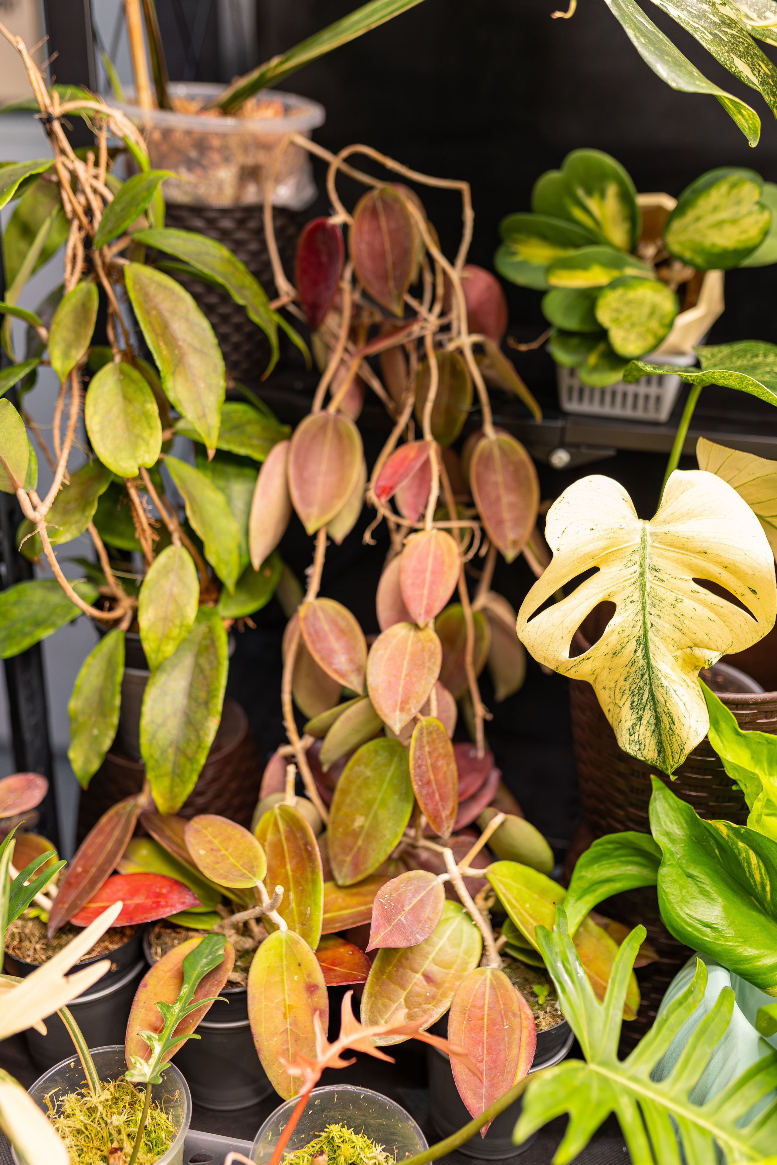 Монстериум апрель 2026. Александра Куликова фотограф, Москва