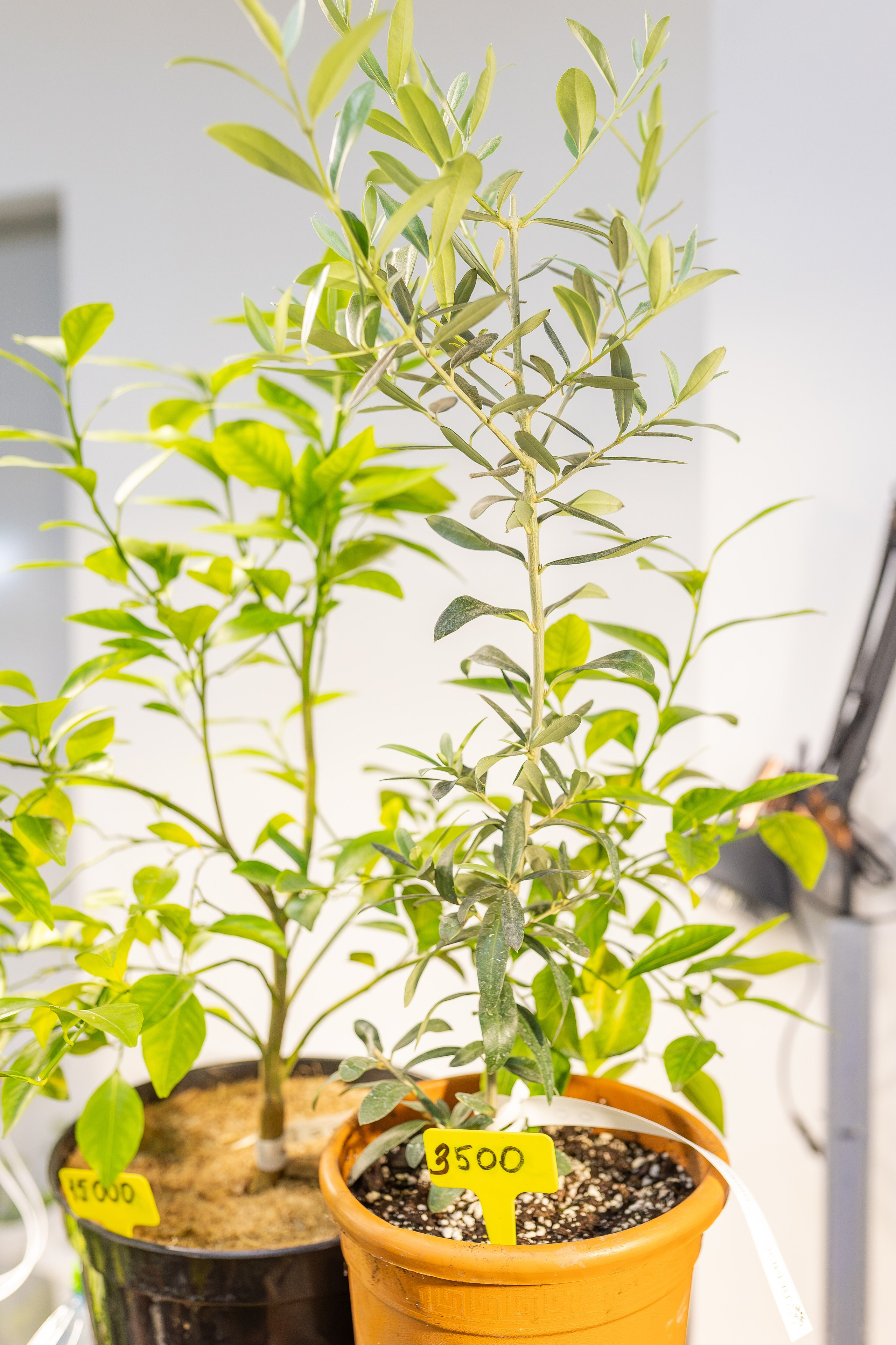 Монстериум апрель 2026. Александра Куликова фотограф, Москва