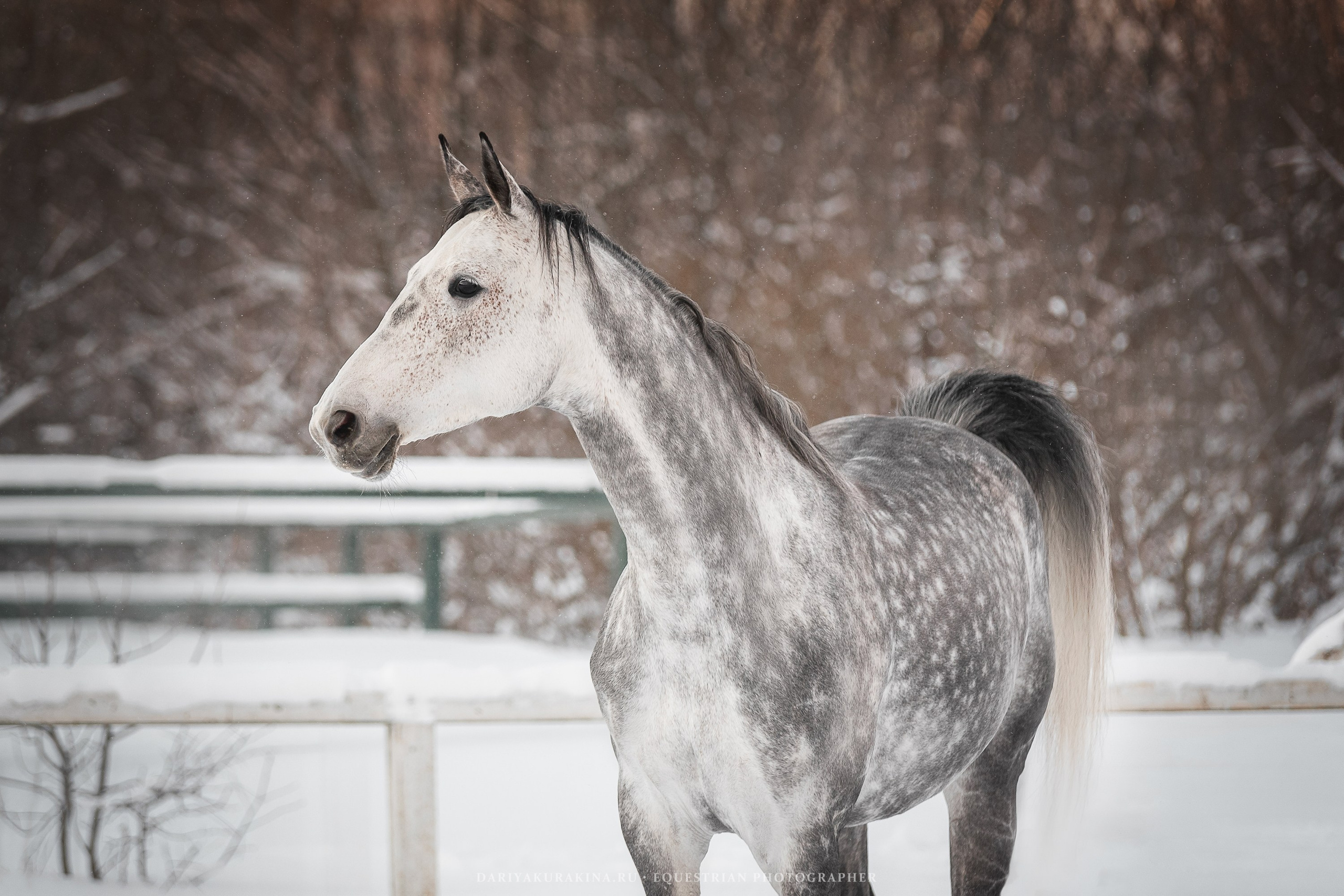 Ловеласка и Клистал Лав, «ЮНА». Конный фотограф Куракина Дарья • Фотосессии с лошадьми