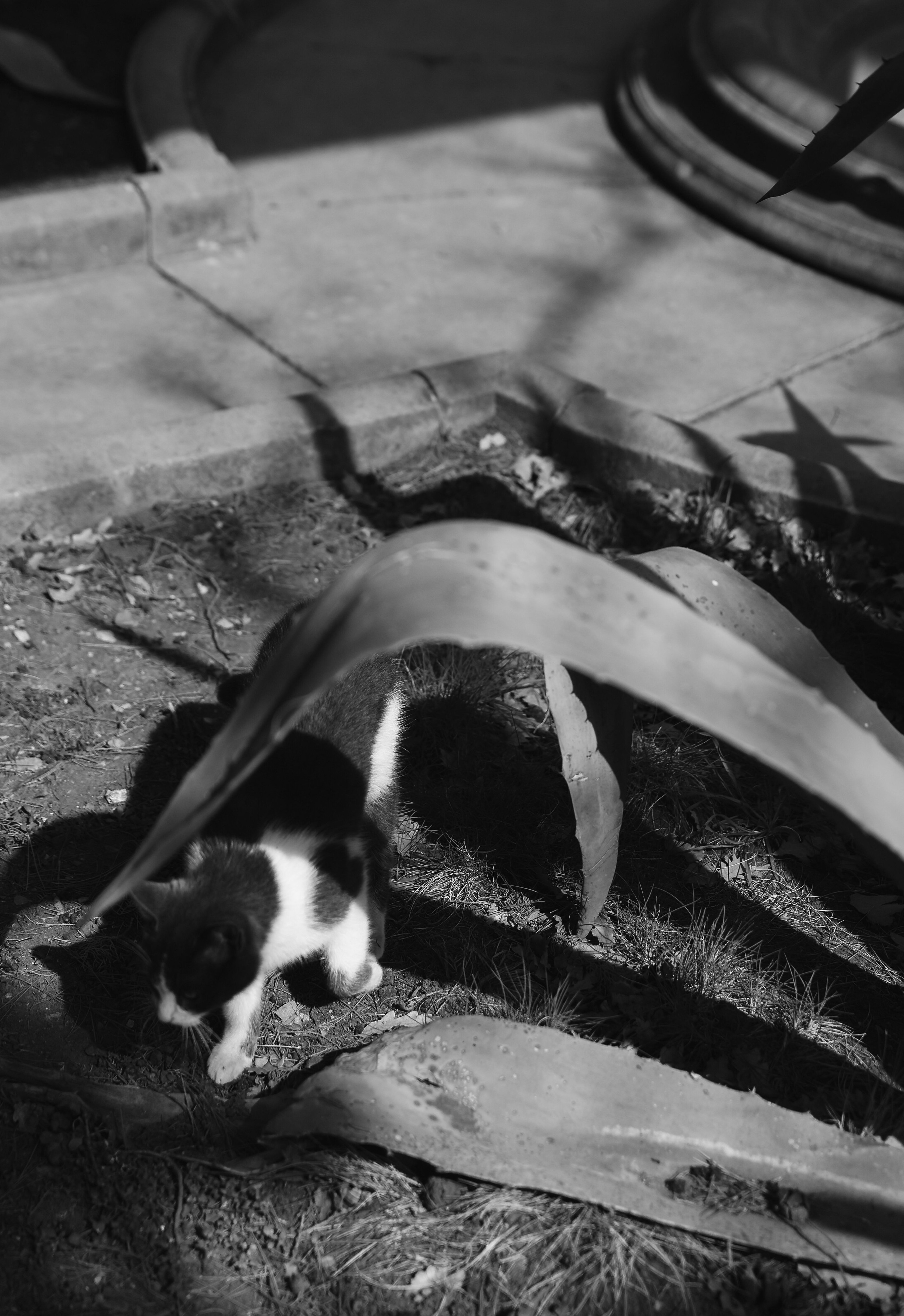 Анонс свадьба Станислав и Анна (дворец Харакс). Свадебный и семейный фотограф в Севастополе и Крыму Анастасия Сураева