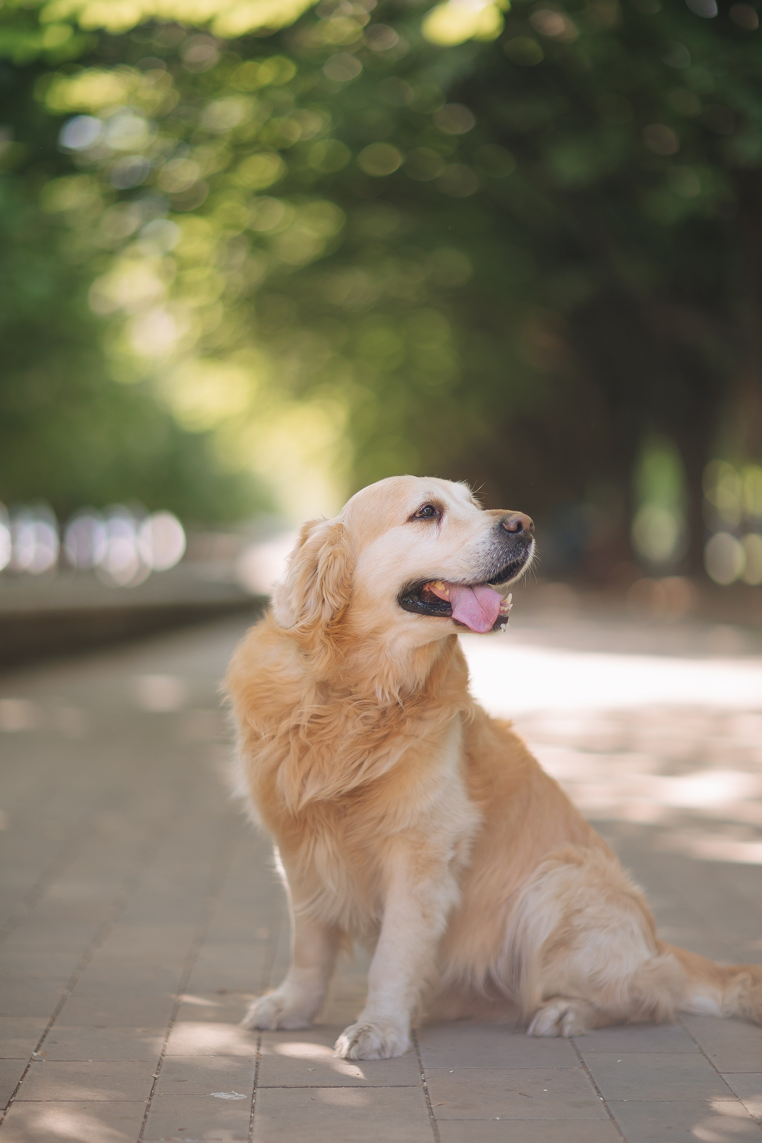 Золотистый ретривер Кант, Калининград. Свадебный и женский фотограф