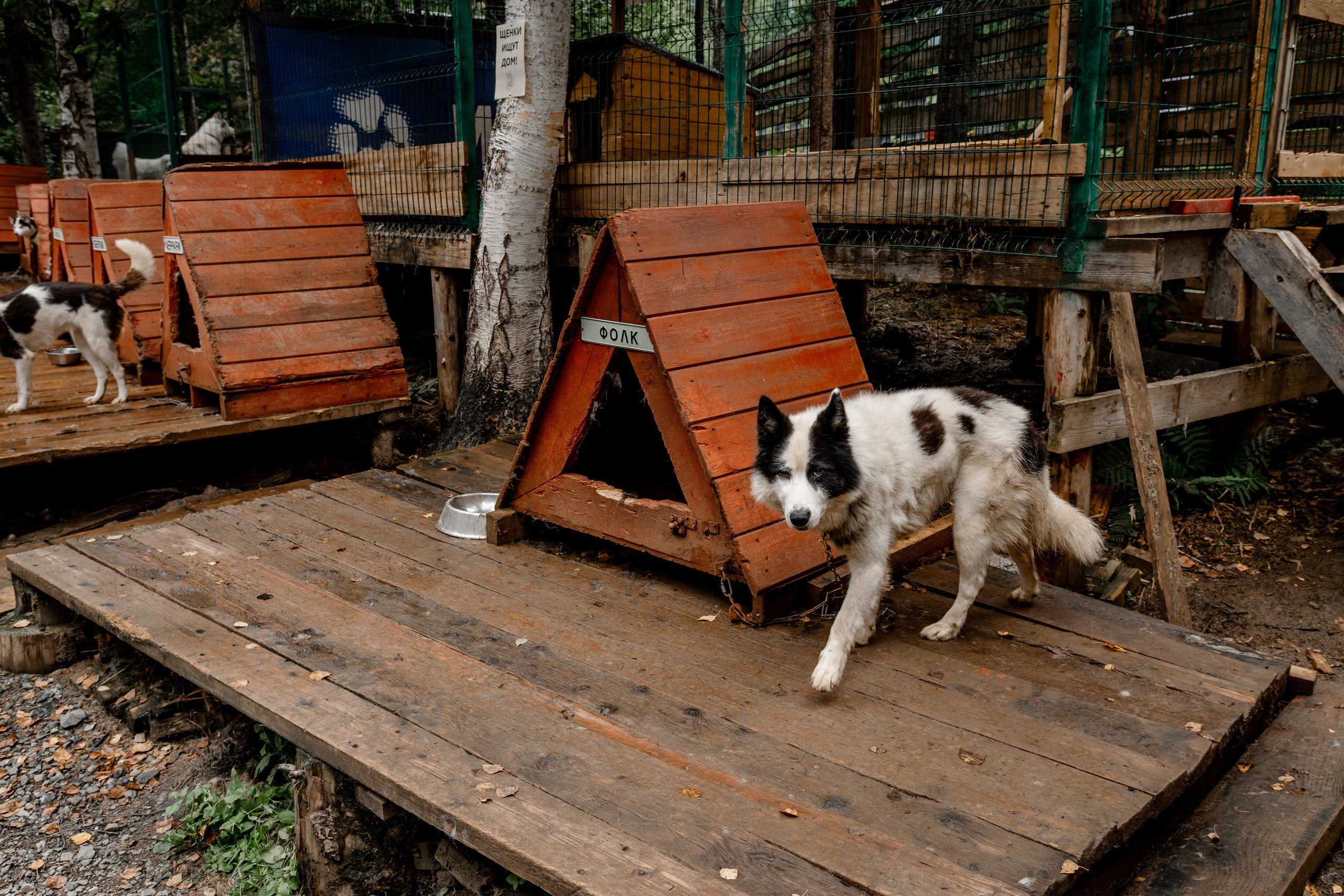 Дог-треккинг