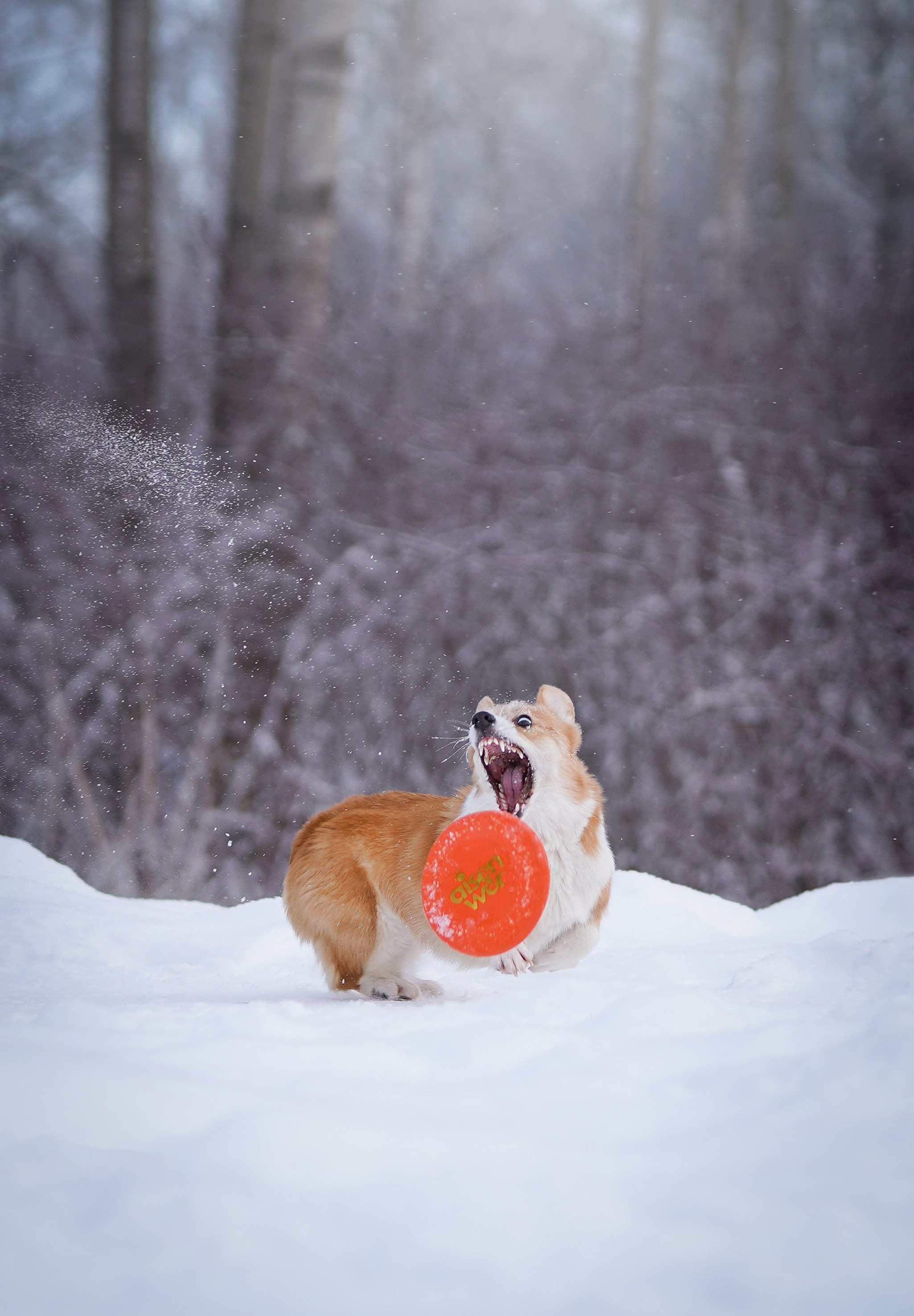 Кристина и Лаки. Фотограф-анималист в Санкт-Петербурге Яна Мартынова