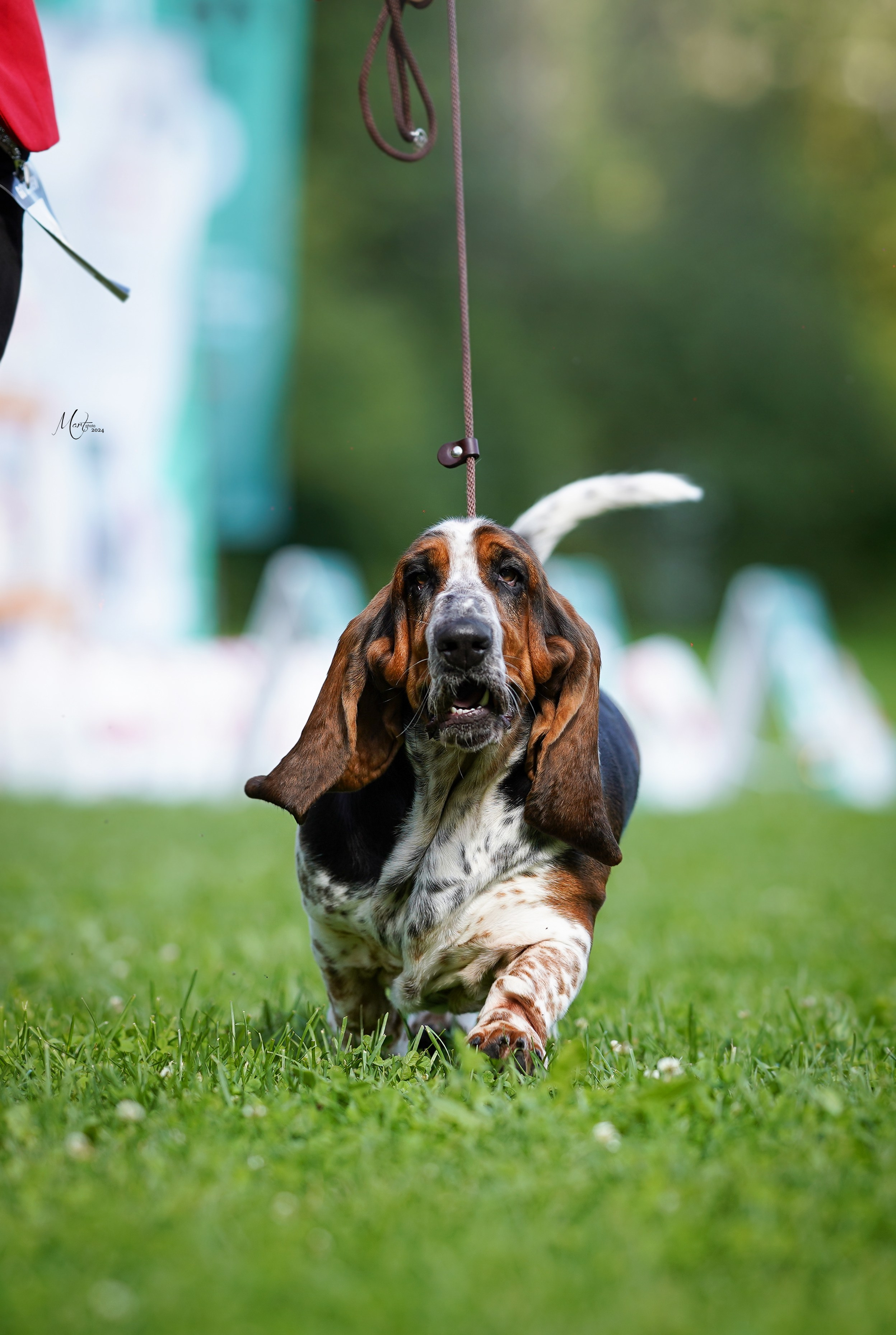 Выставки 2024. Фотограф-анималист в Санкт-Петербурге Яна Мартынова
