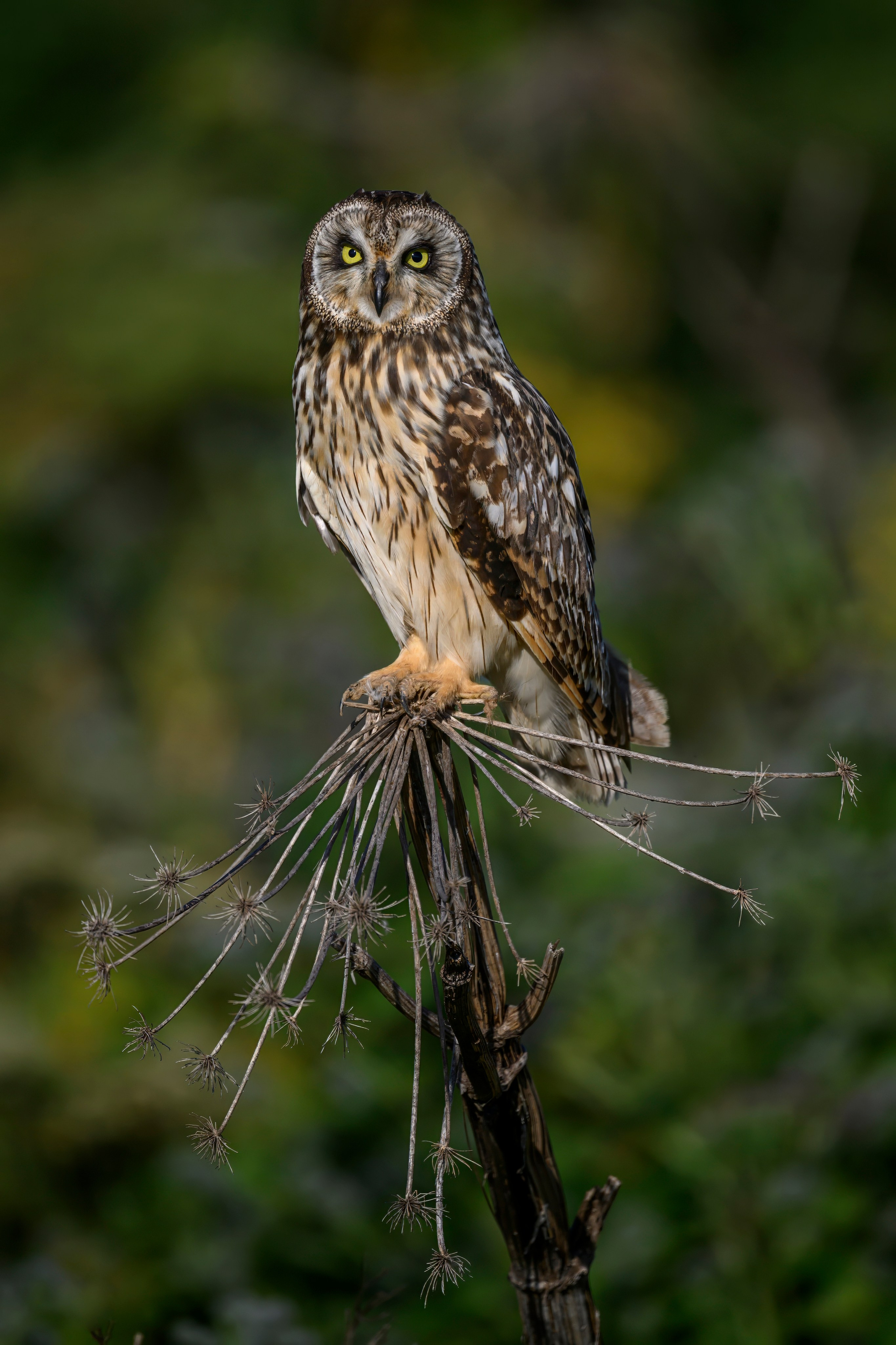 Short eared owl. Wildlife photography by Sergey Puponin