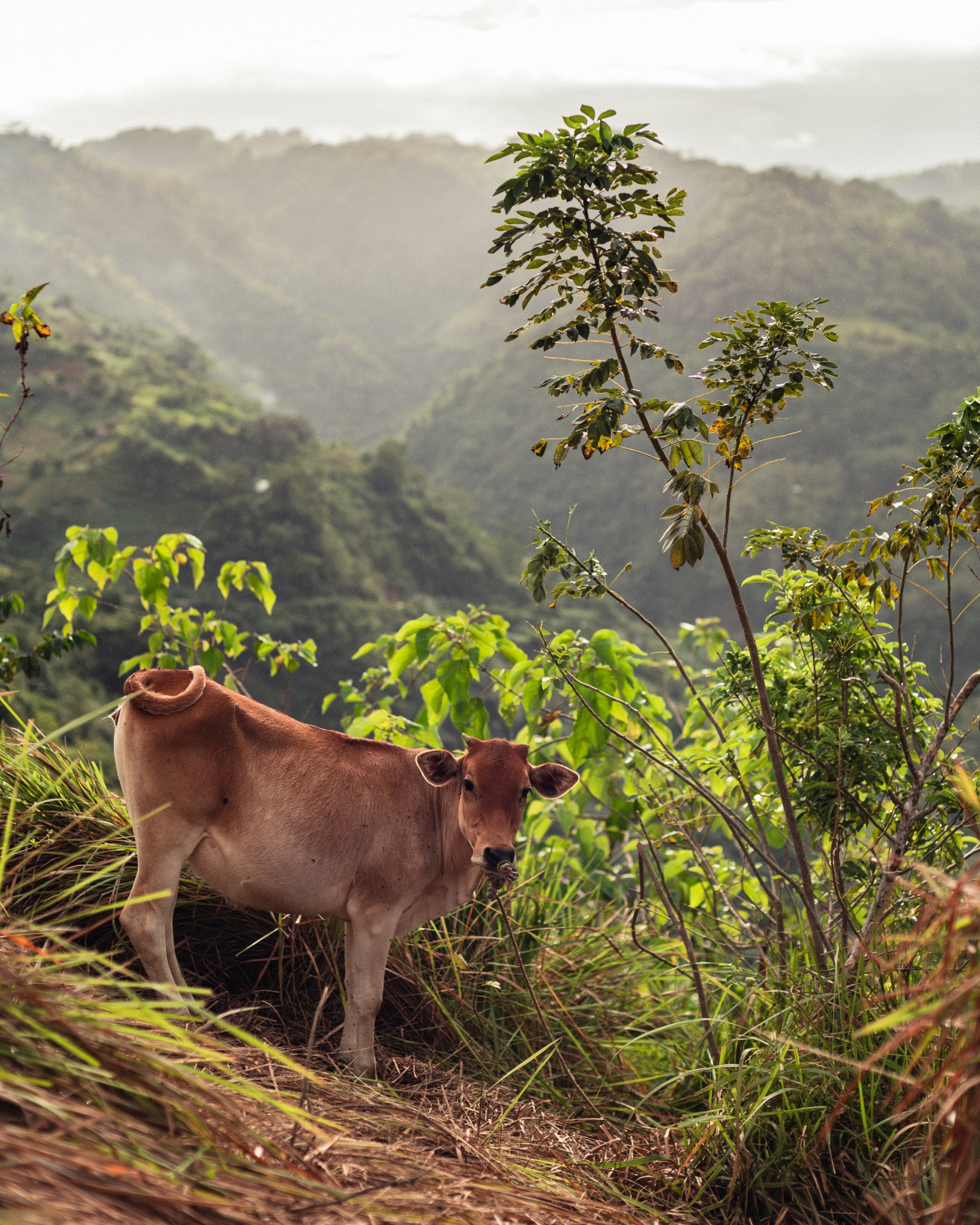 Philippines. Photographer in Tokyo Anatolii Ozarto