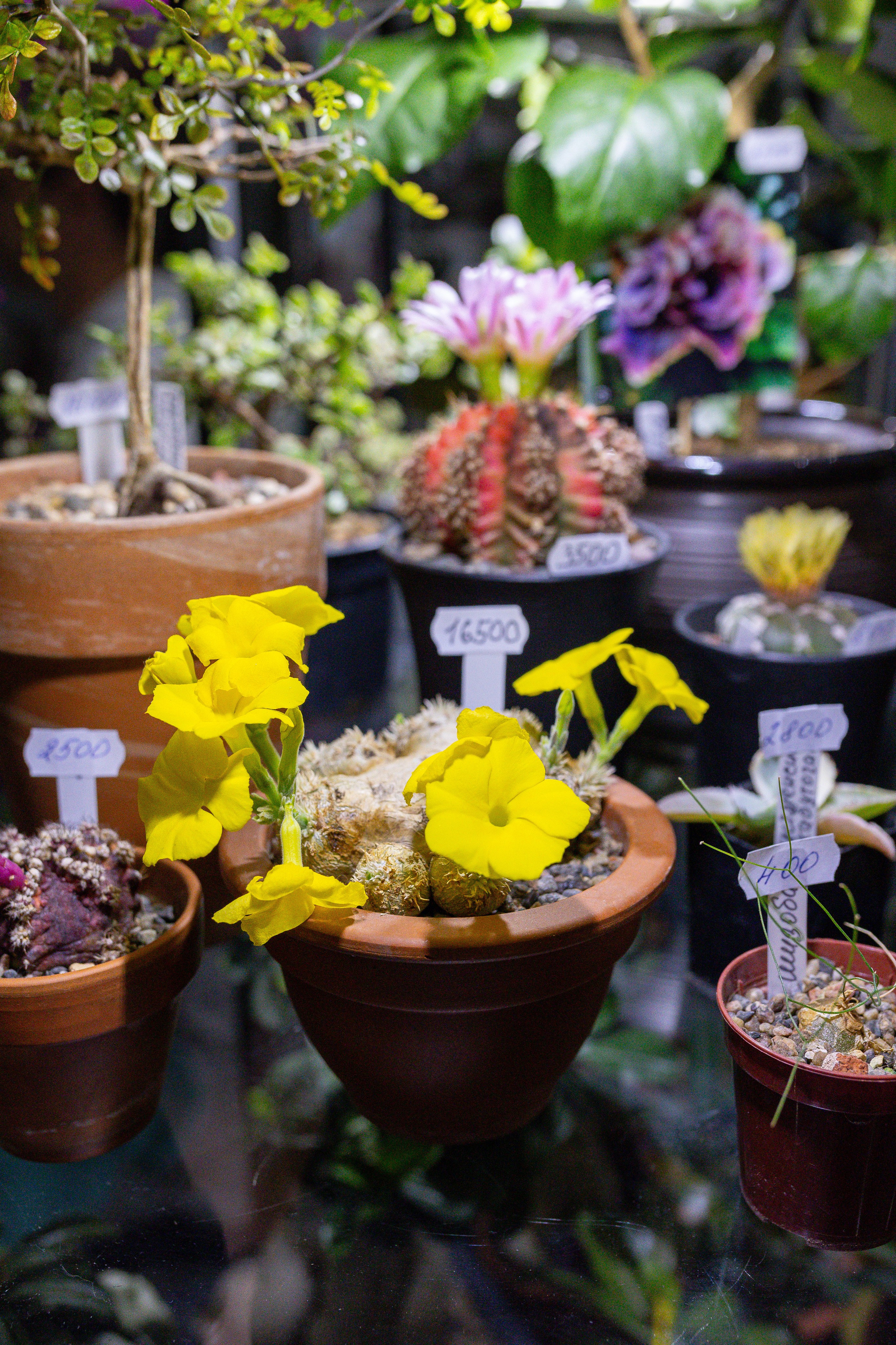 Орхидиум май 2025. Александра Куликова фотограф, Москва