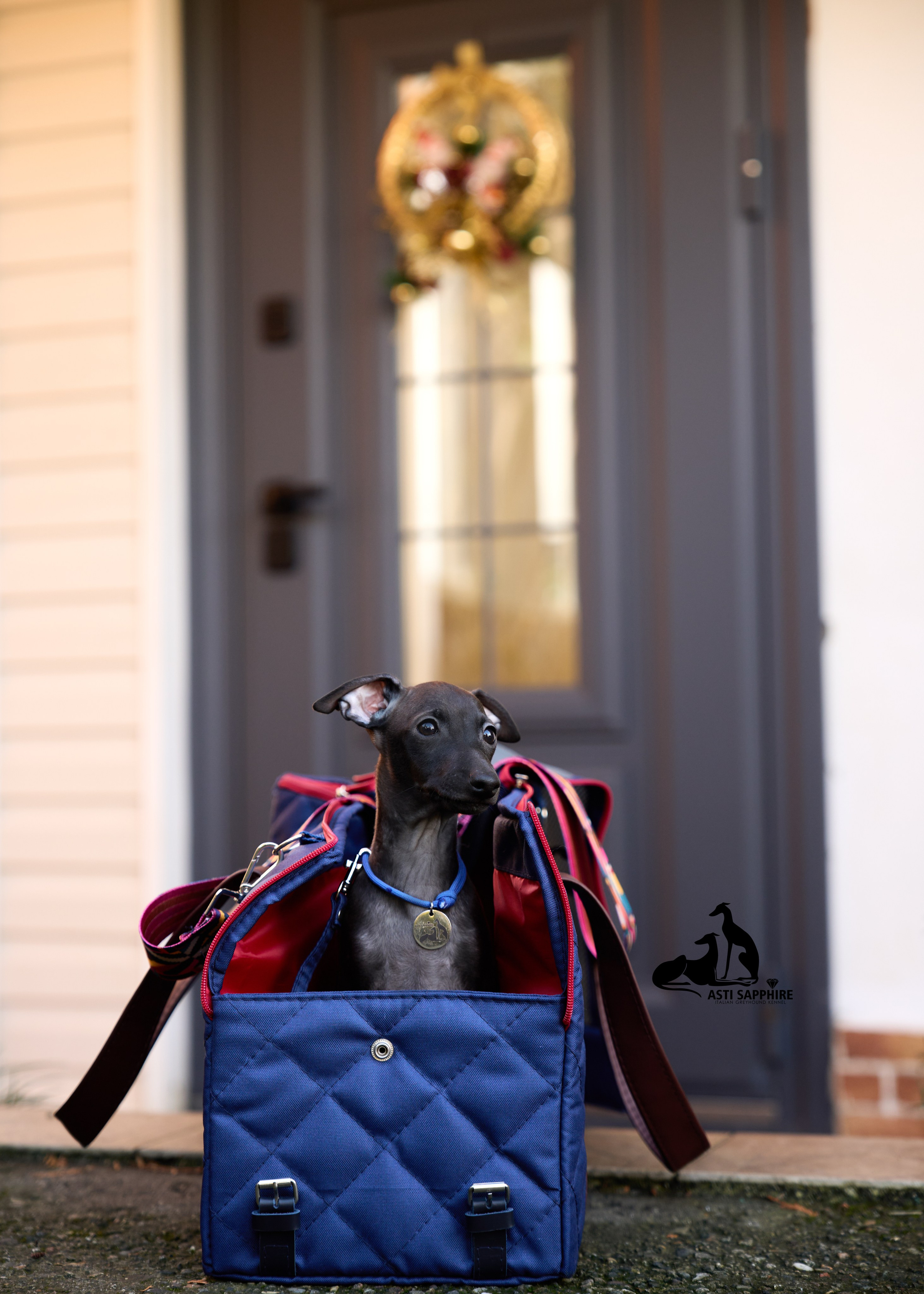 левретка щенок фотограф анималист в сочи