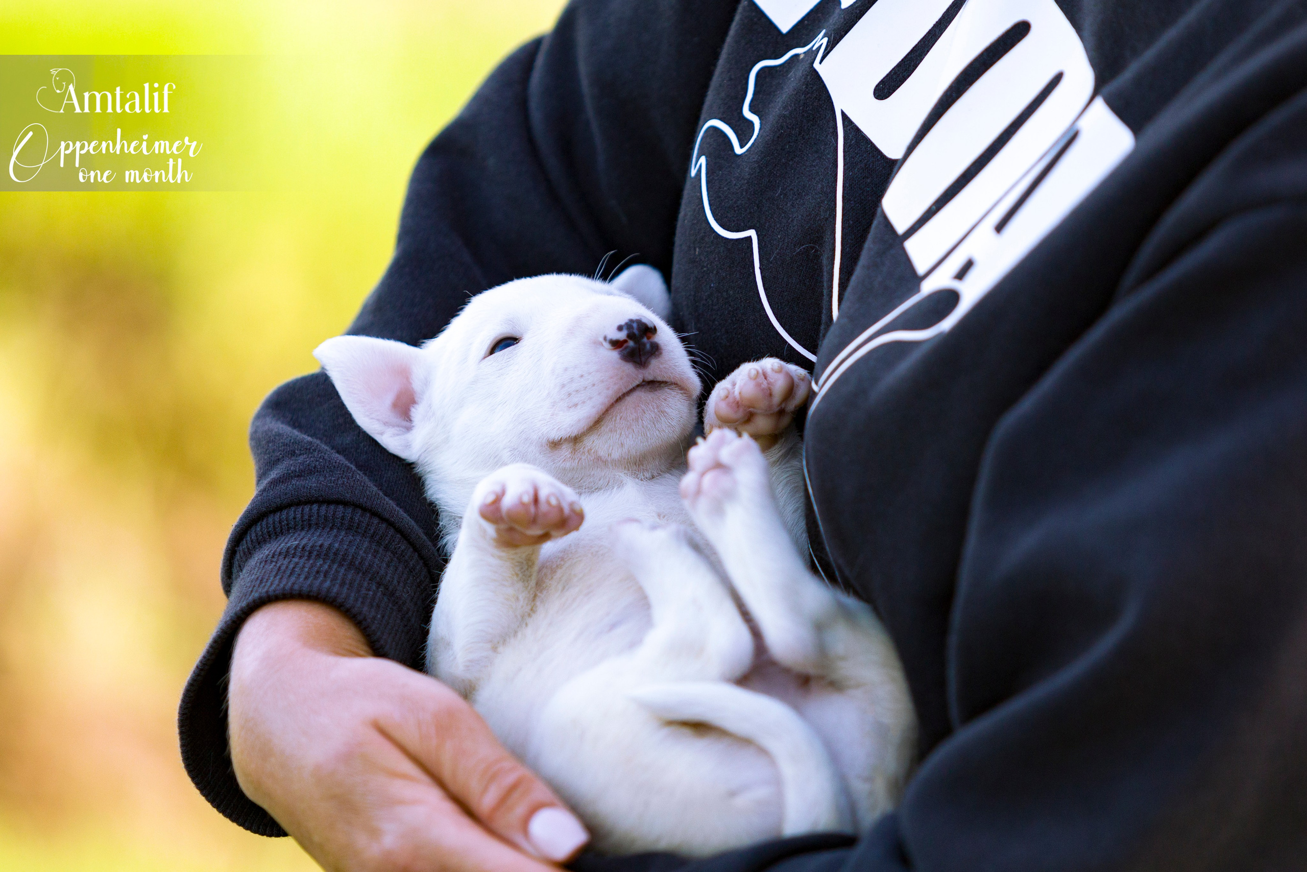 Миниатюрный бультерьер. Фотограф — анималист Татьяна Ли