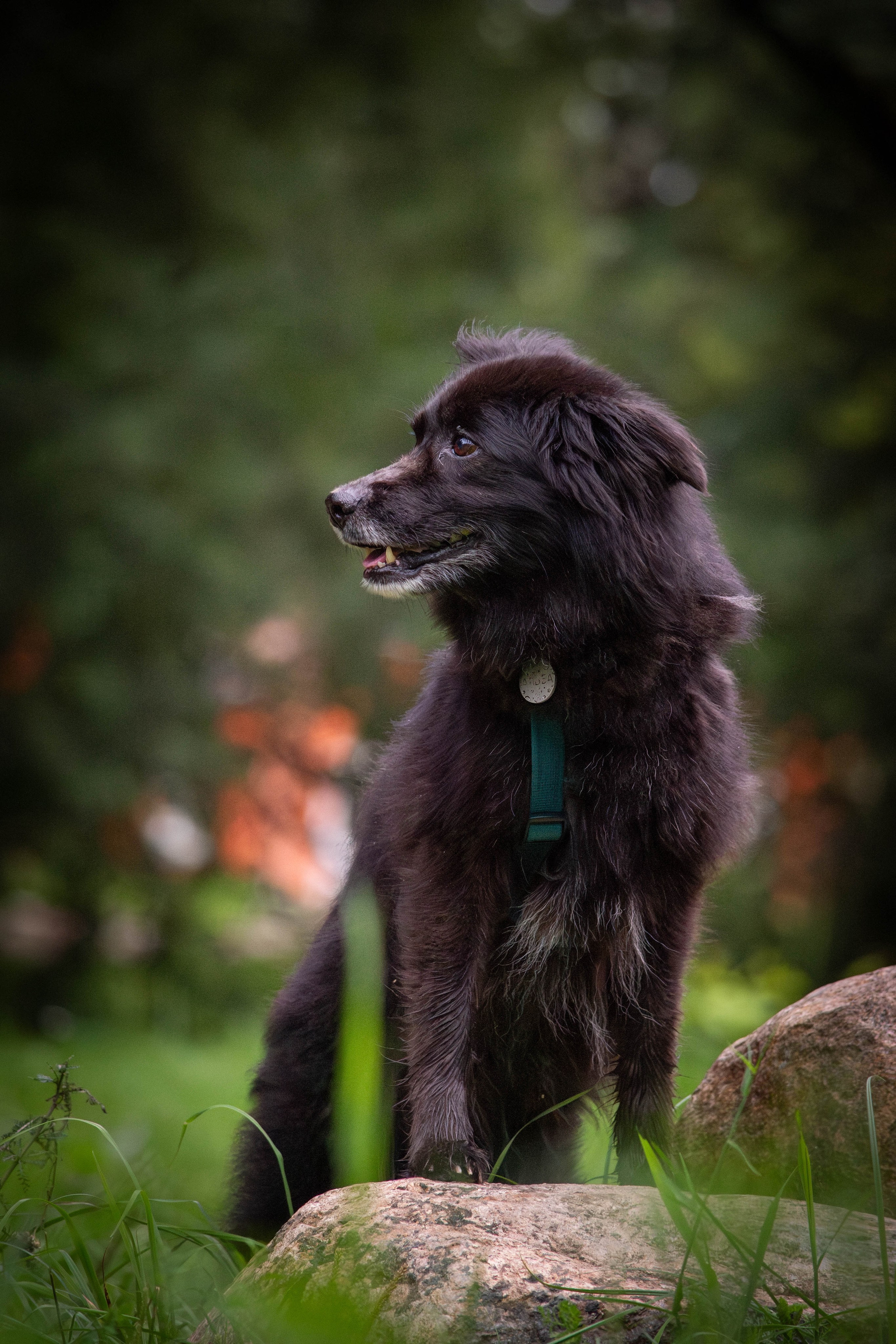 Альба и Даша. Фотограф Светлана Блинова, Москва и Московская область