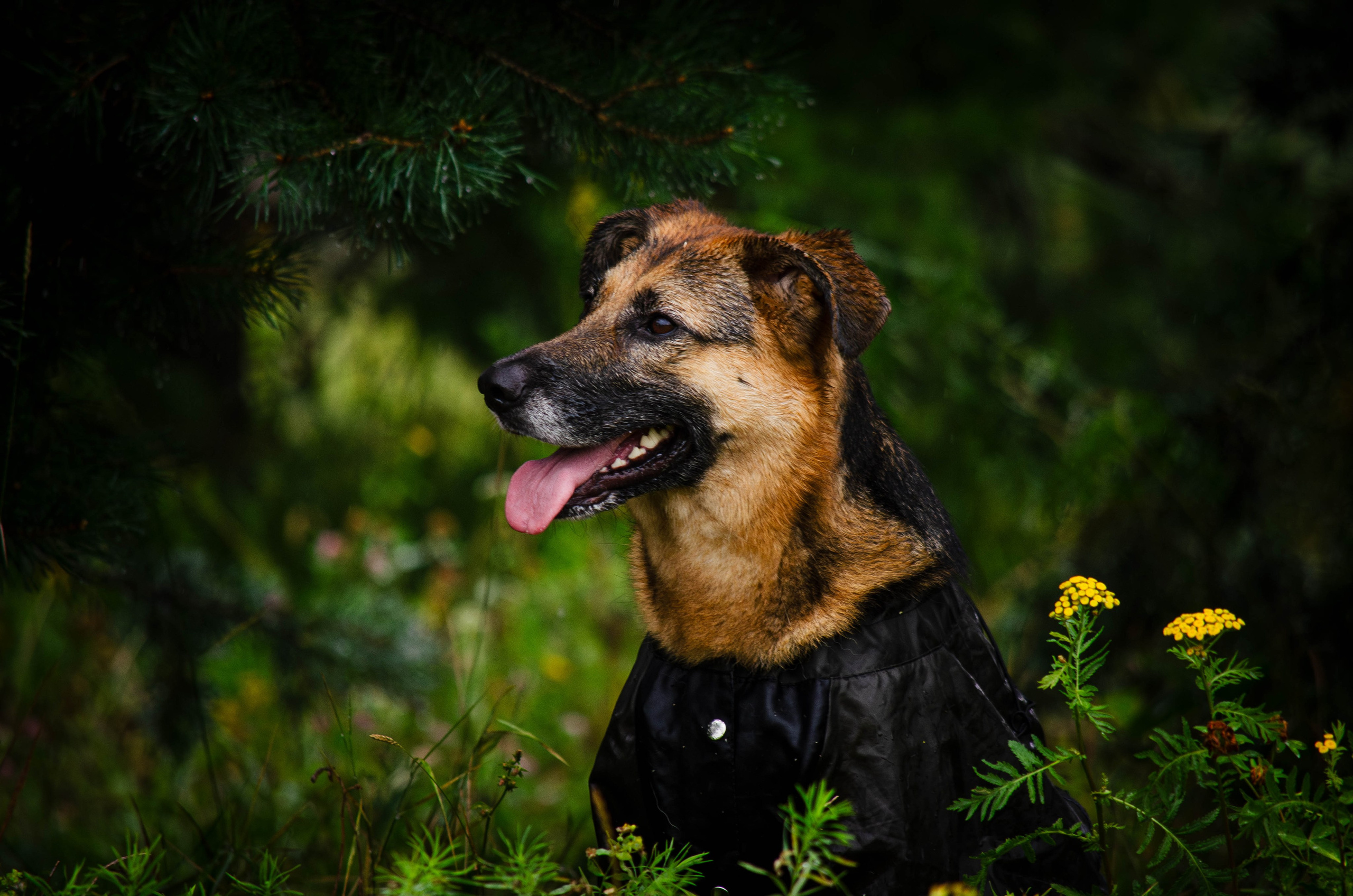 Арья и Оззи. Фотограф Светлана Блинова, Москва и Московская область