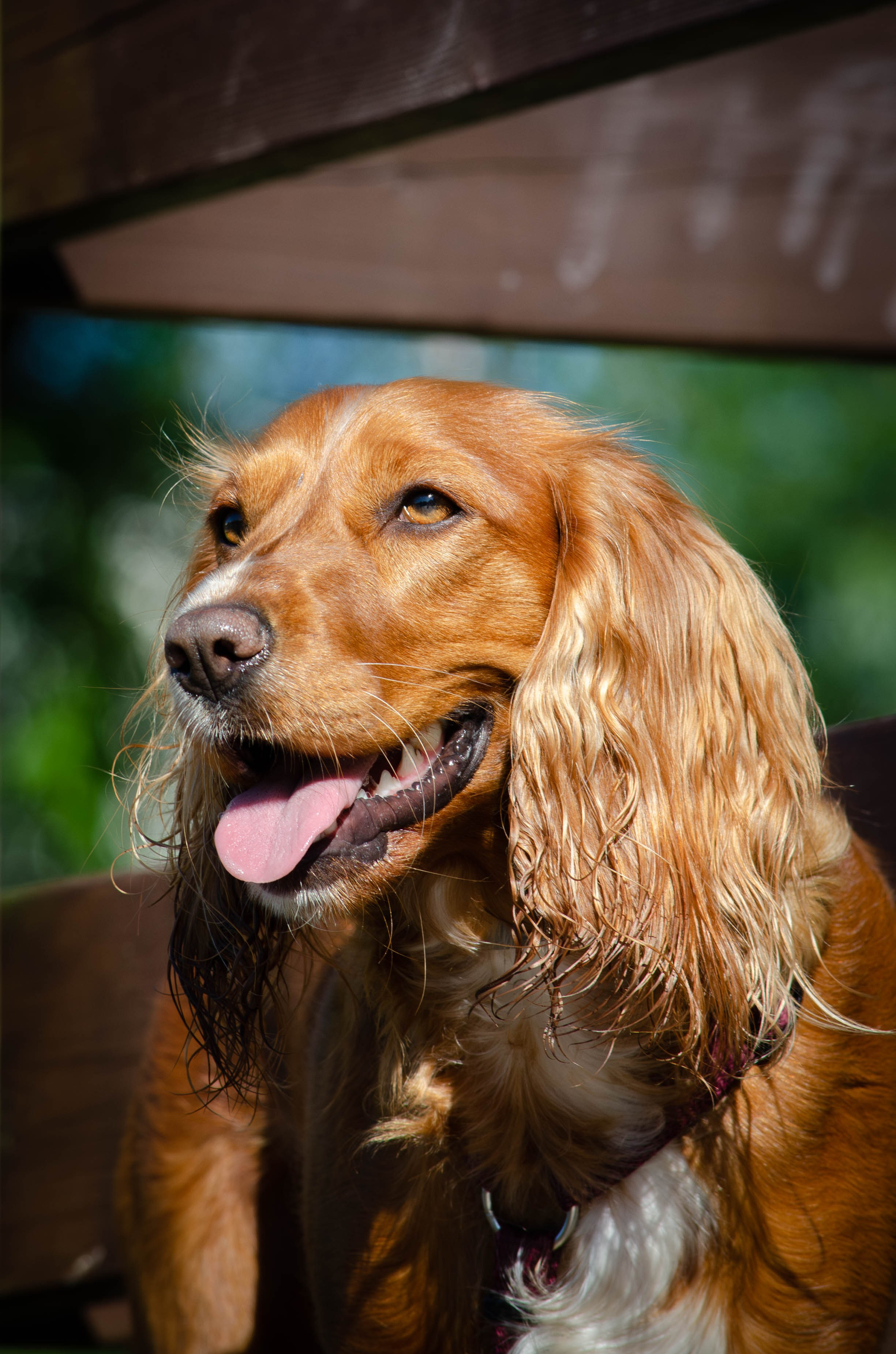 Джесси. Фотограф Светлана Блинова, Москва и Московская область