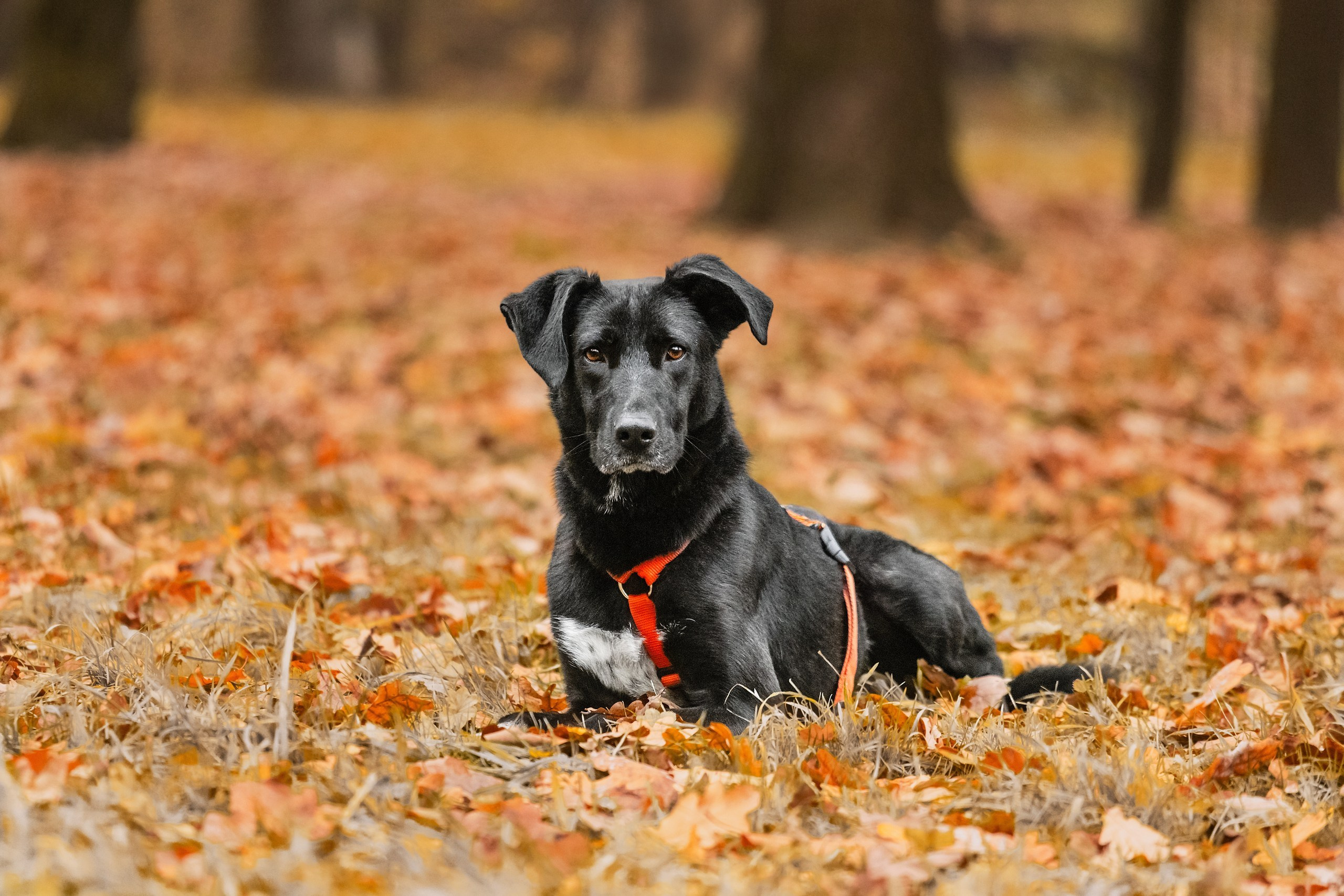 Собаки из приюта Дубовая роща осень 2025. Фотограф-анималист Татьяна Степанова
