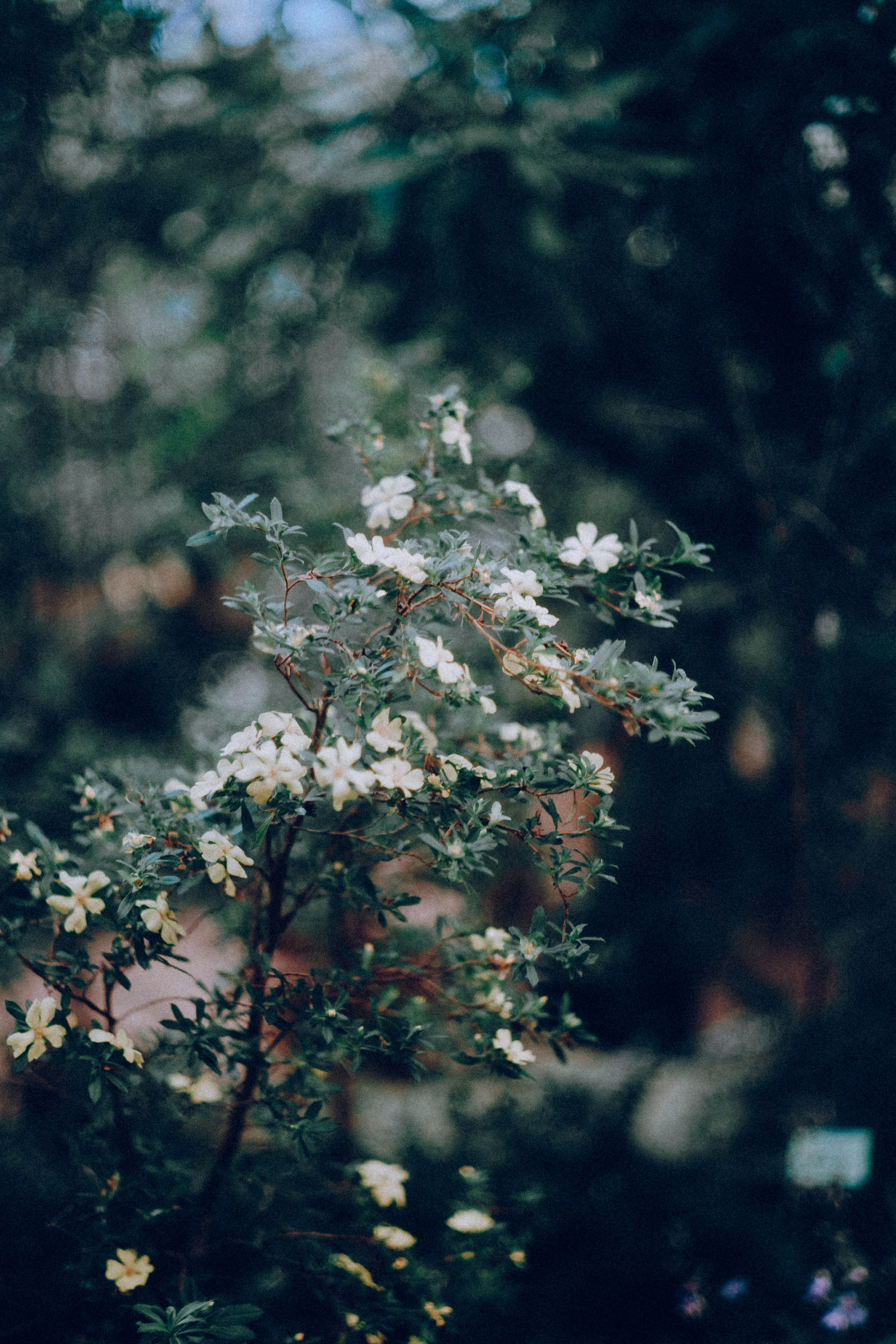 Botanical. Портретный и свадебный фотограф в Москве и Санкт-Петербурге. Учитель фотографии онлайн и оффлайн