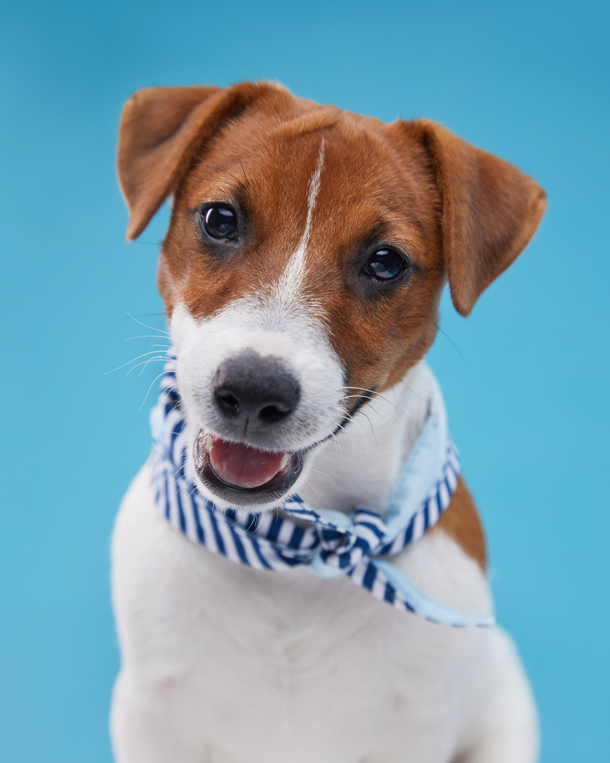 Pets Photography / Фотограф Собак