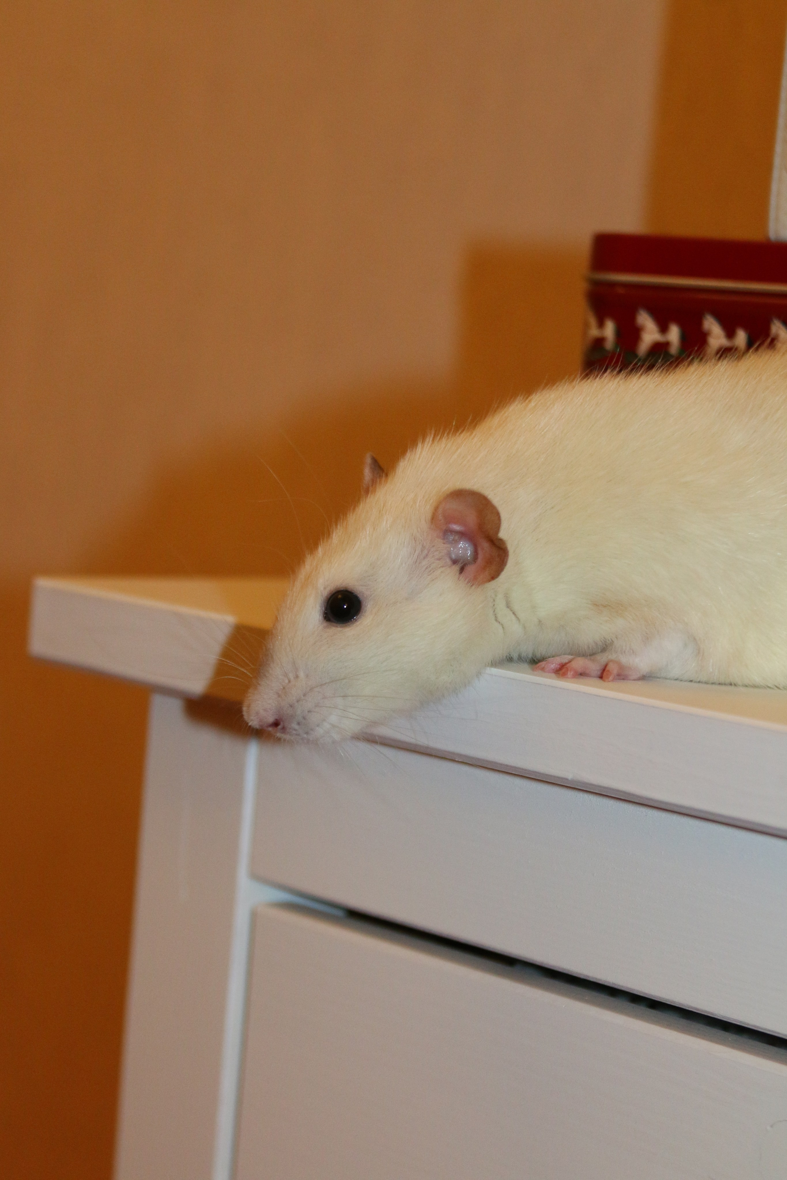 Съемка с питомцем