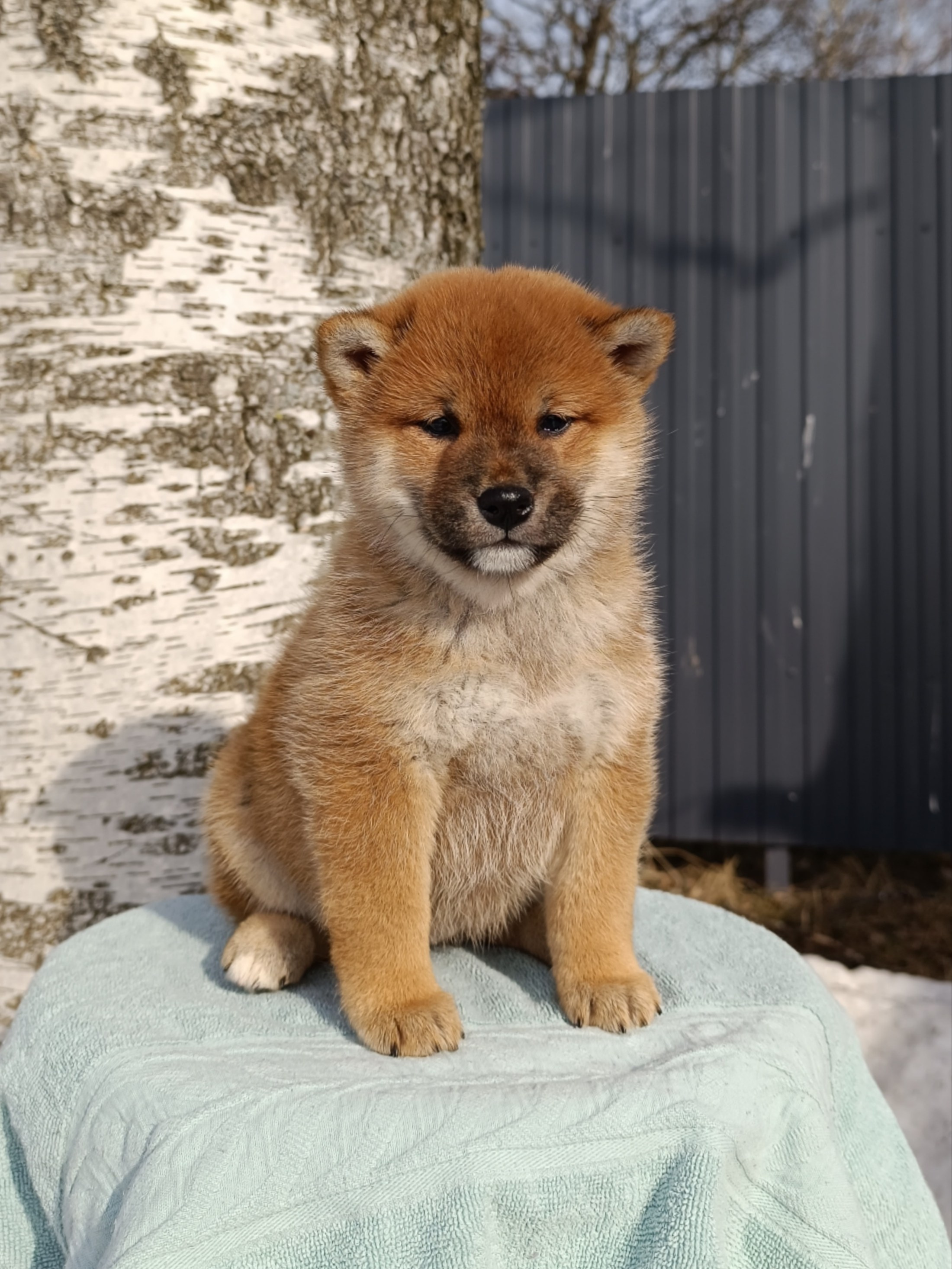 Сиба Rubylight Ellis питомник Рубилайт 