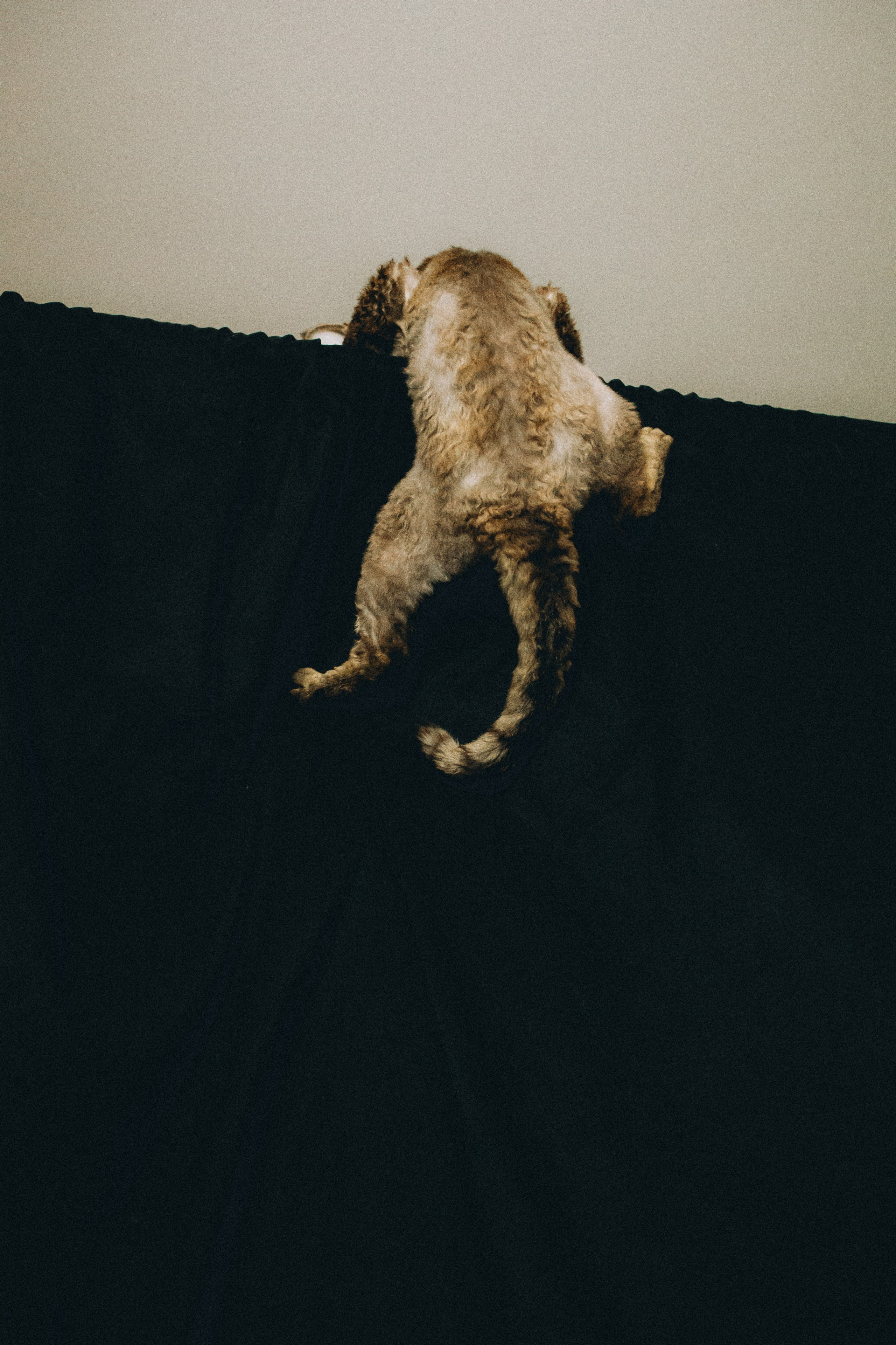 Гречка, Ковш и их семья